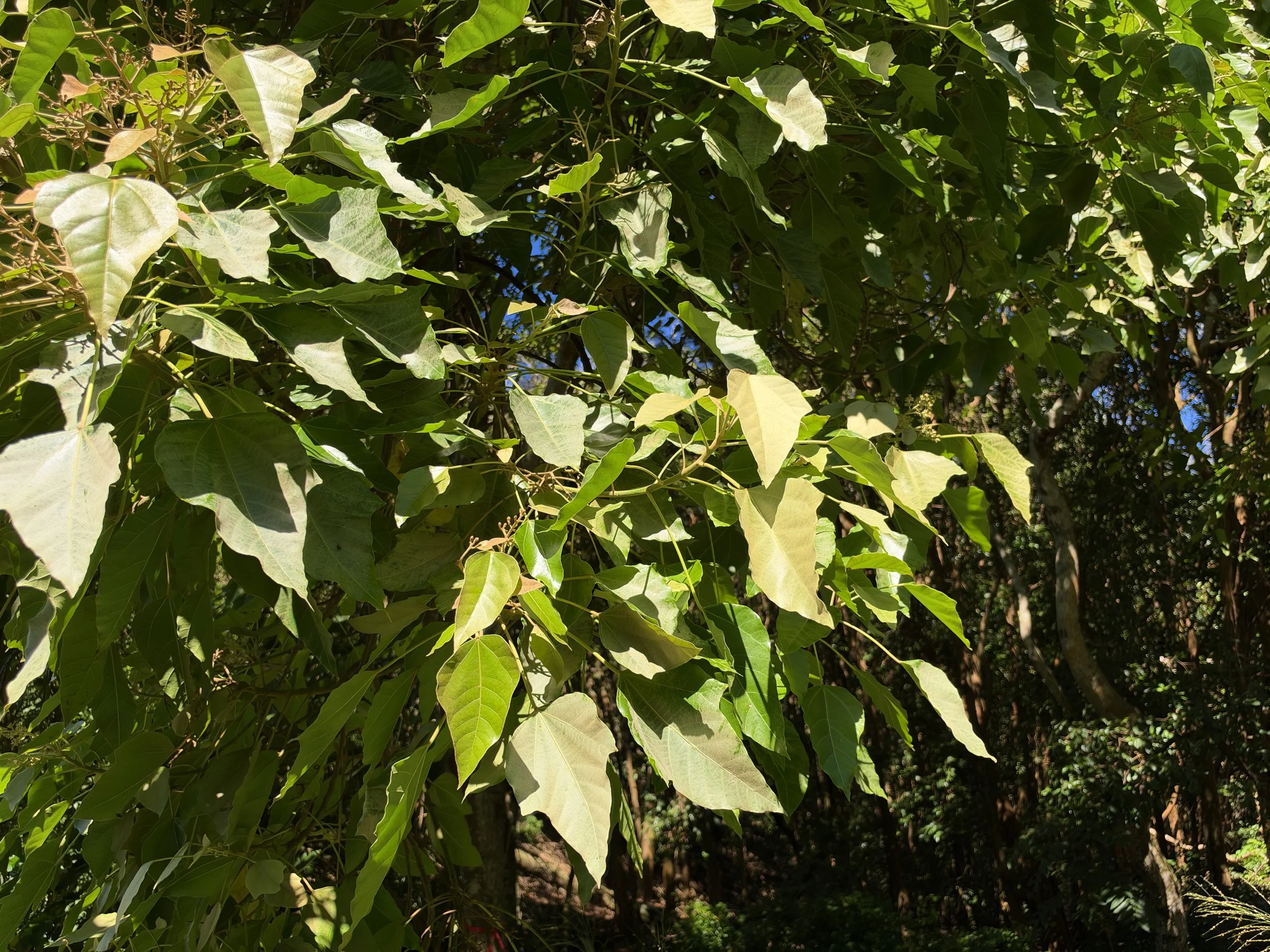 Kukui Aleurites moluccanus