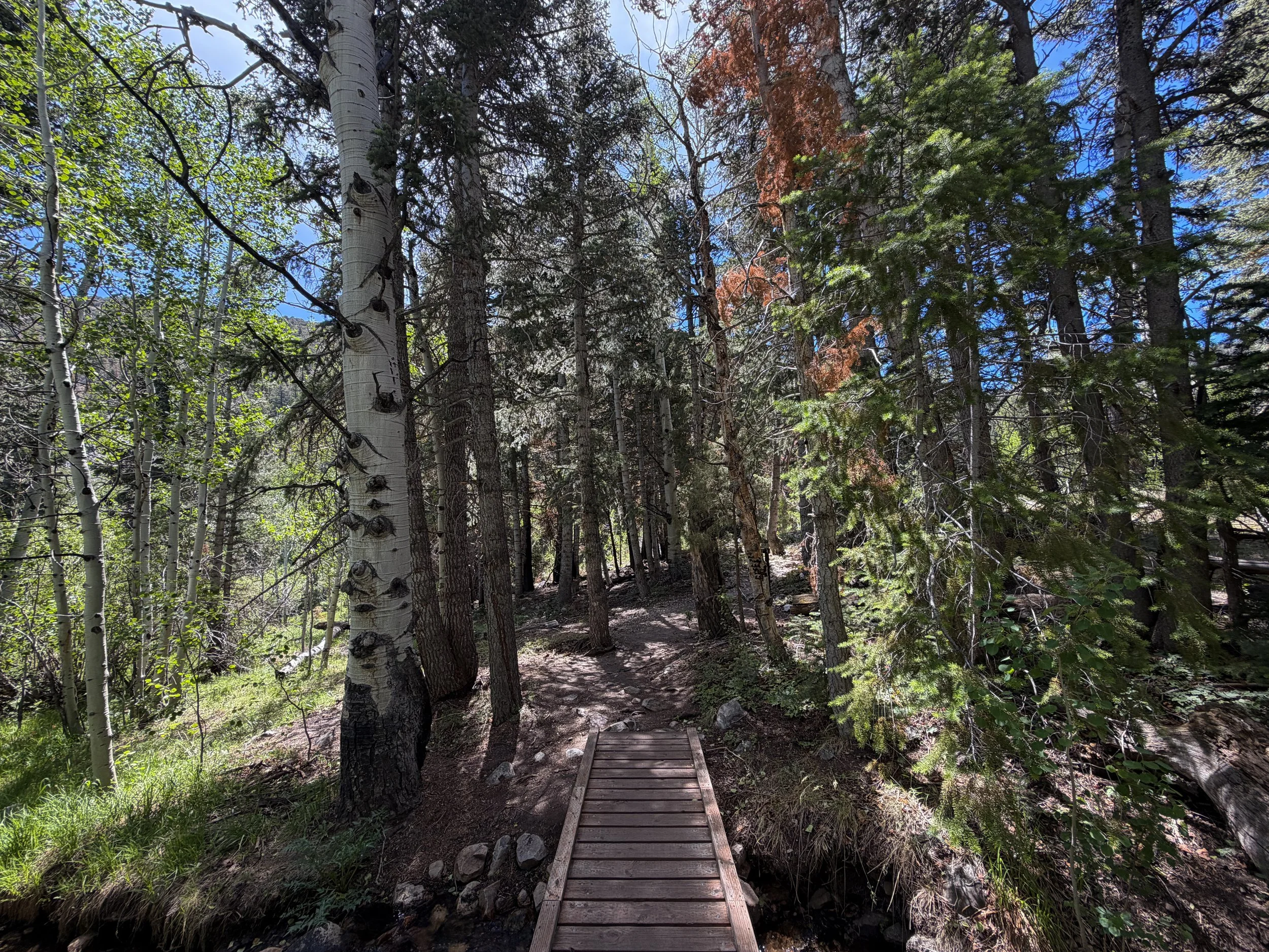 Timber Creek Trail Great Basin National Park Nevada