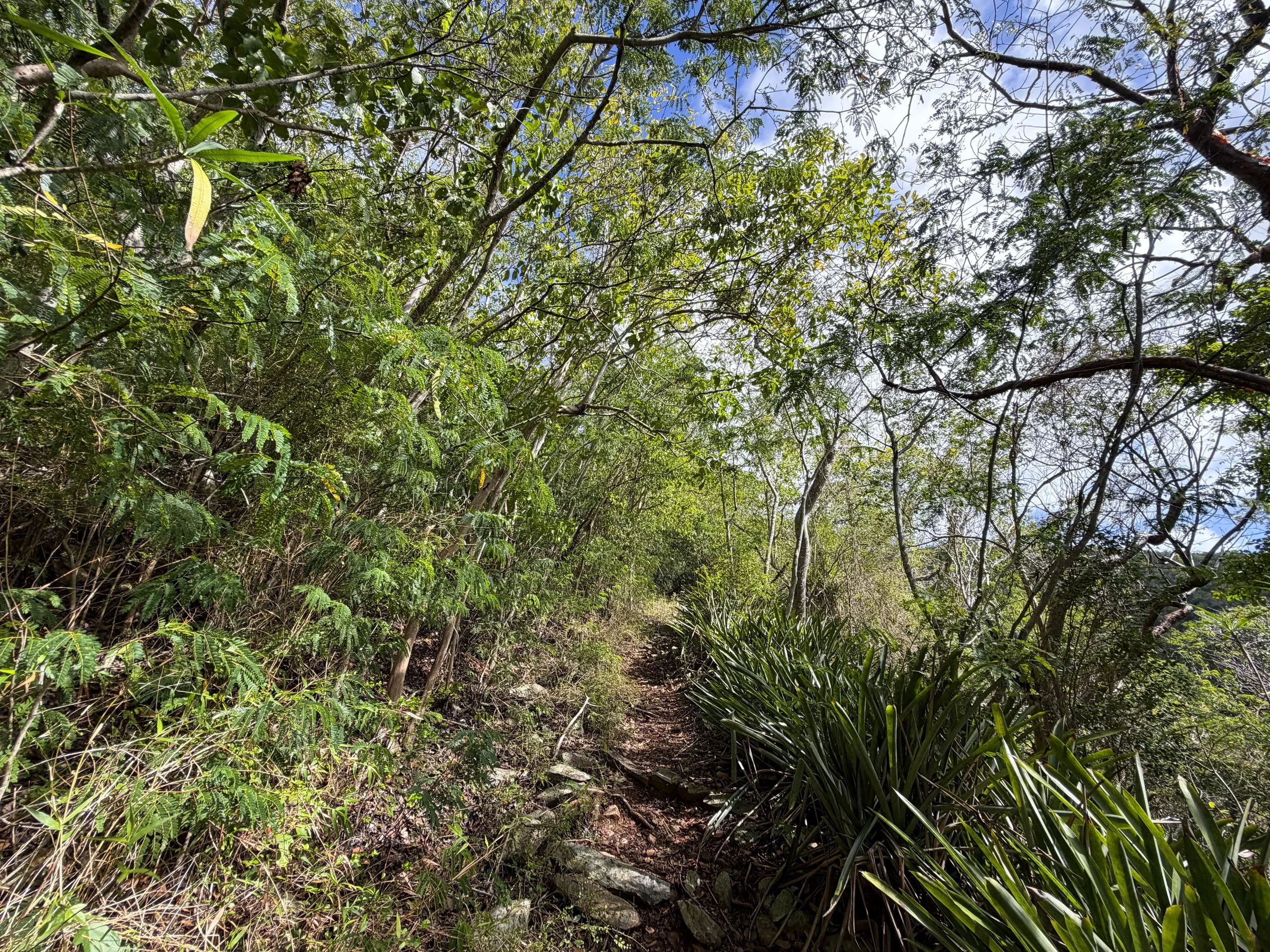 Bordeaux Mountain Hike Virgin Islands National Park