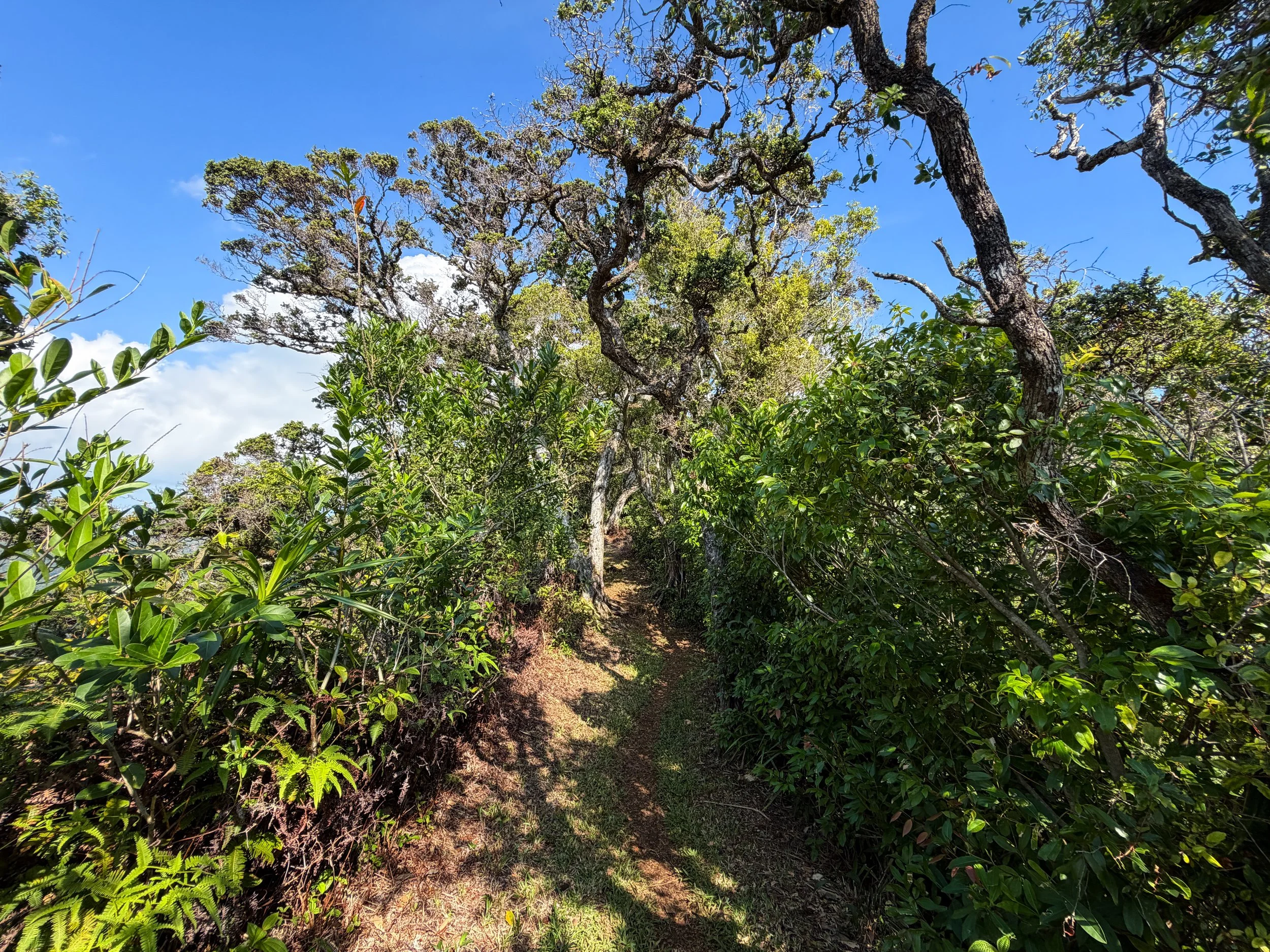 Nuuanu Trail Oahu Hawaii