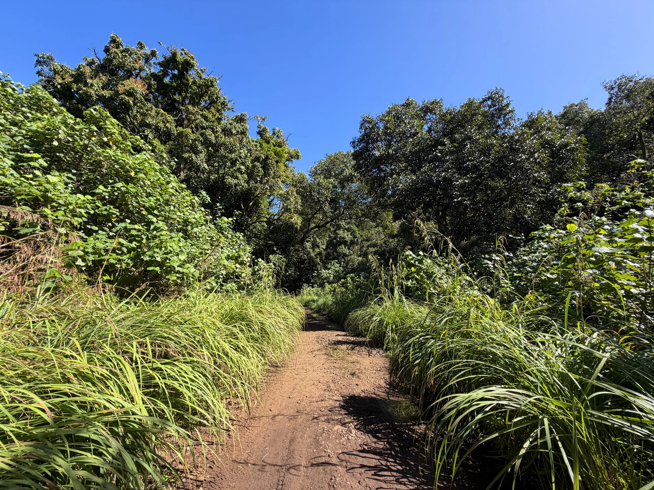 Tripler Ridge Trail via Kamananui Valley Road Oahu Hawaii