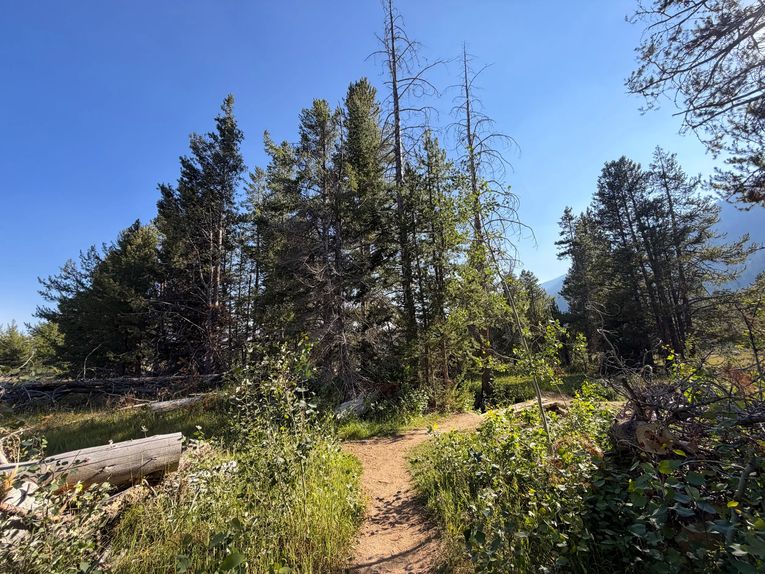Moose Ponds Loop Trail Grand Teton National Park Wyoming