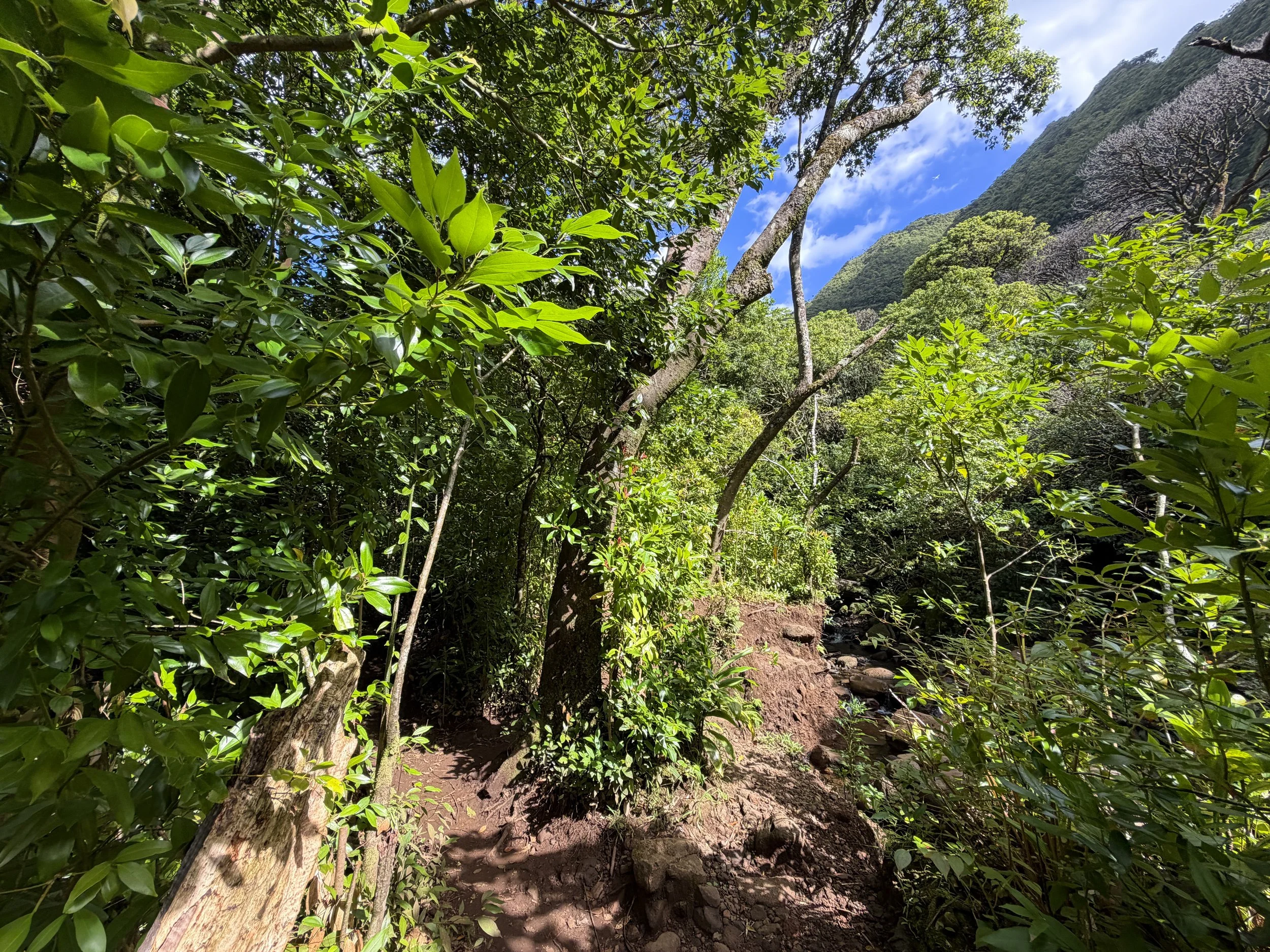 Lulumahu Falls Trail Oahu Hawaii