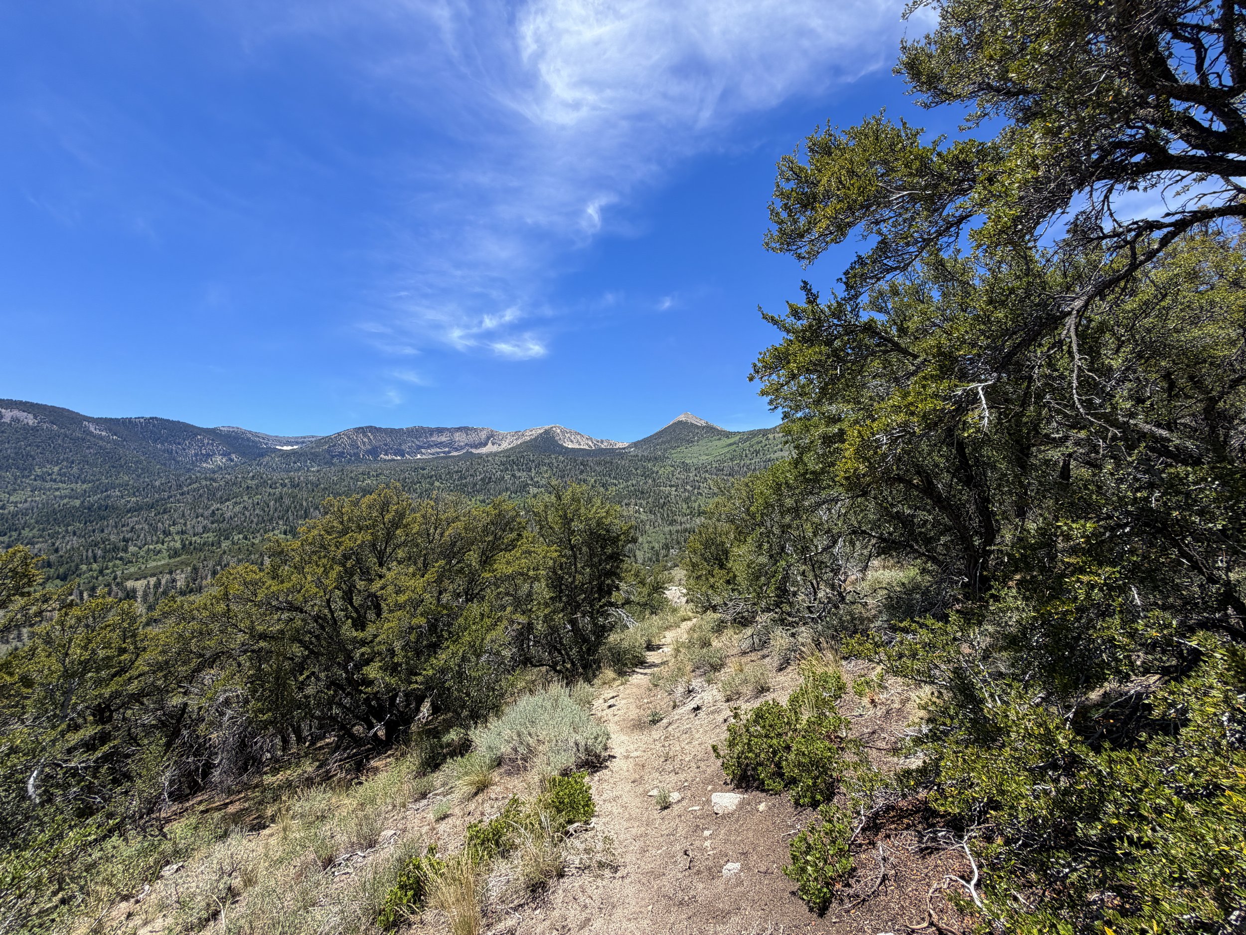 Serviceberry Loop Trail Great Basin National Park Nevada