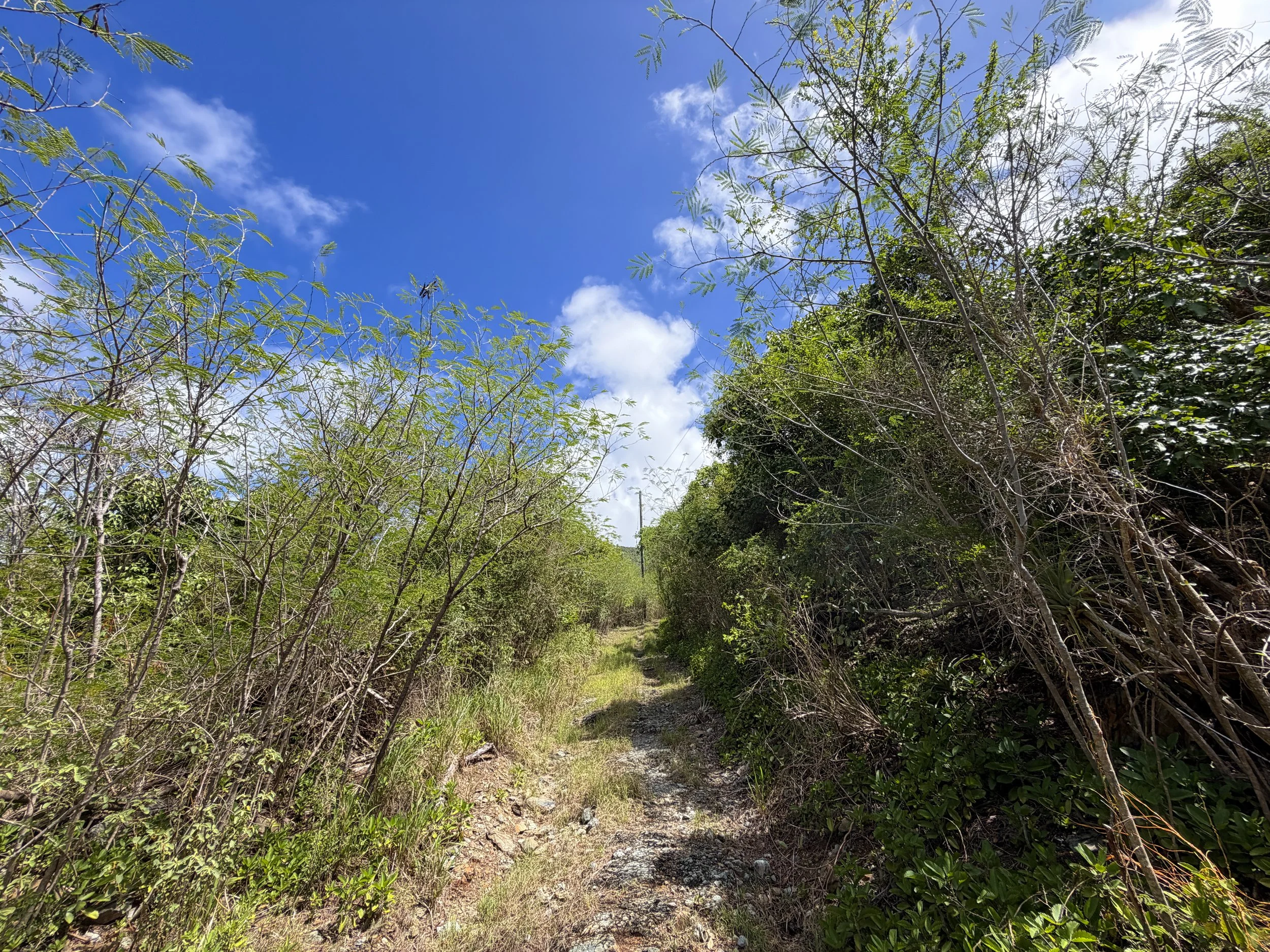 Bordeaux Mountain Trail Virgin Islands National Park