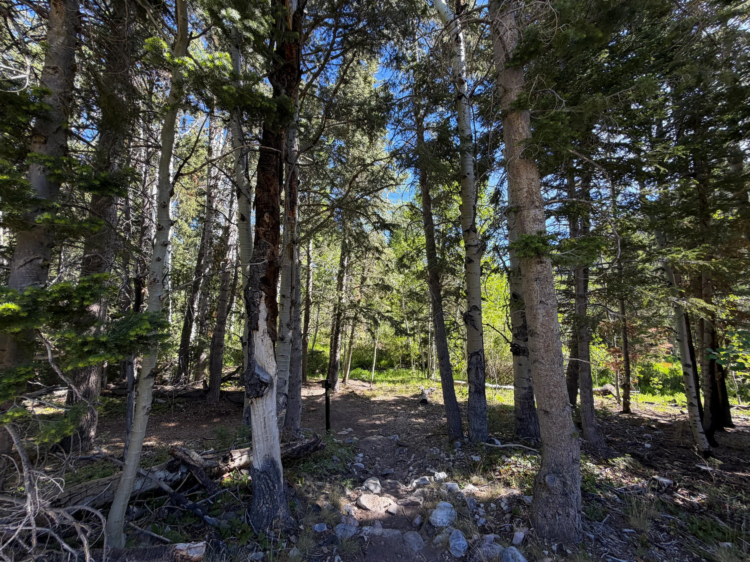 Pole Canyon Trail Great Basin National Park Nevada