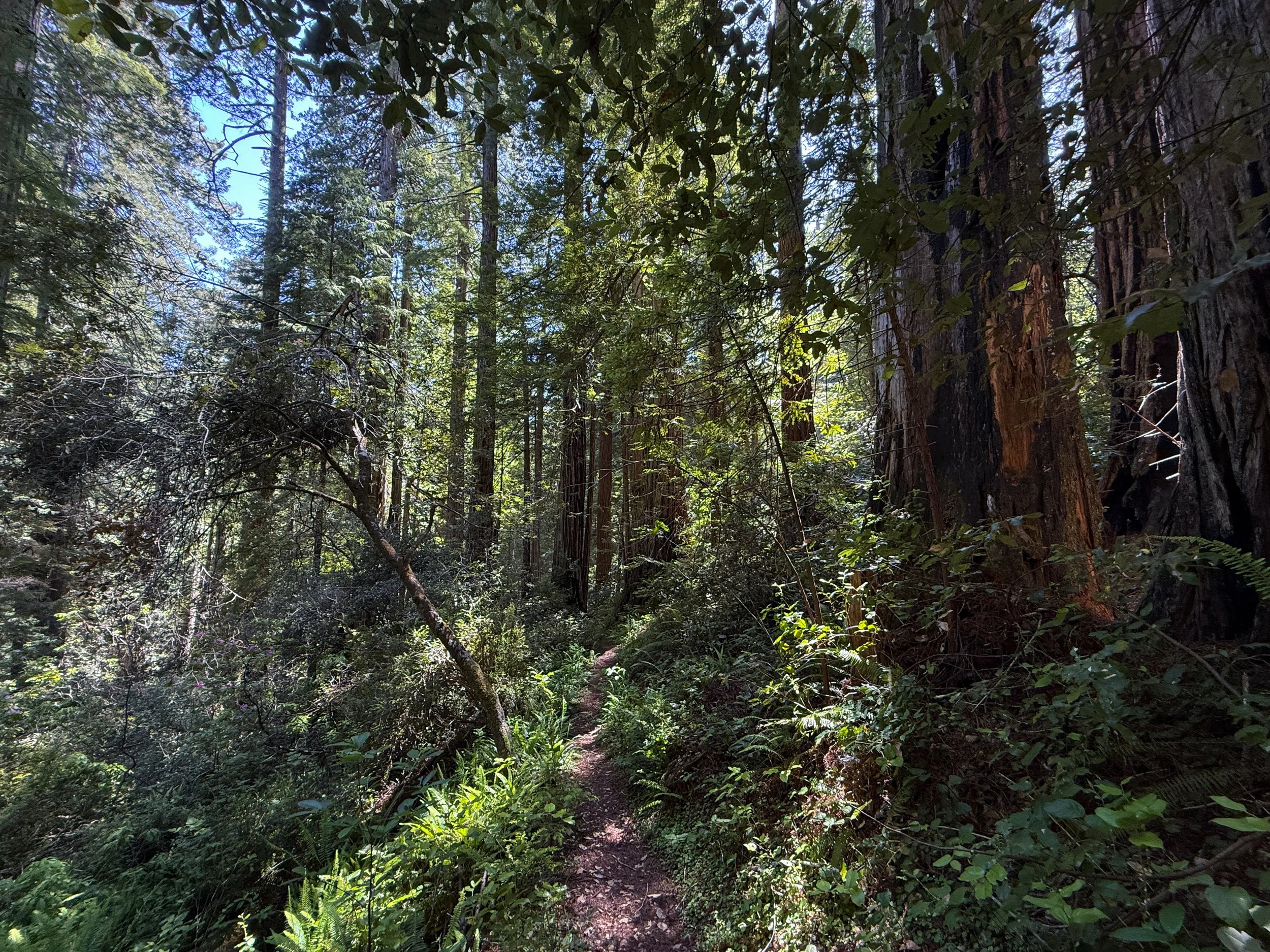 Ten Taypo-Hope Creek Loop Trail Prairie Creek Redwoods State Park California