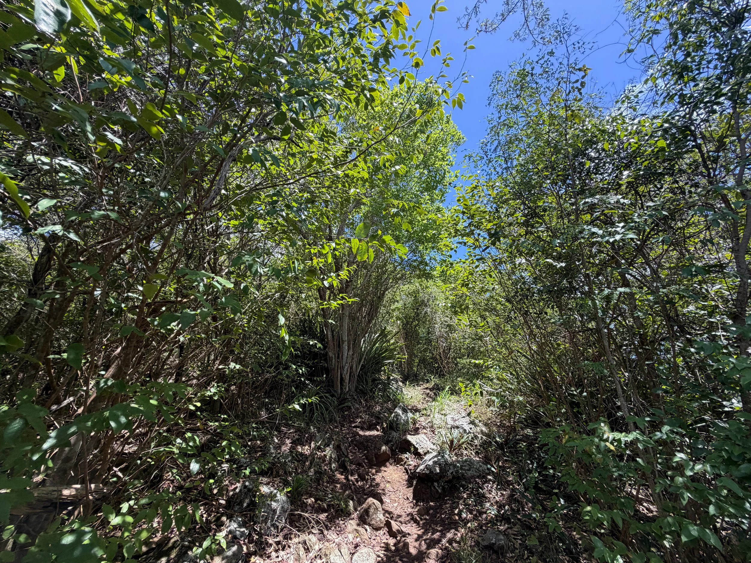Caneel Hill Trail Virgin Islands National Park