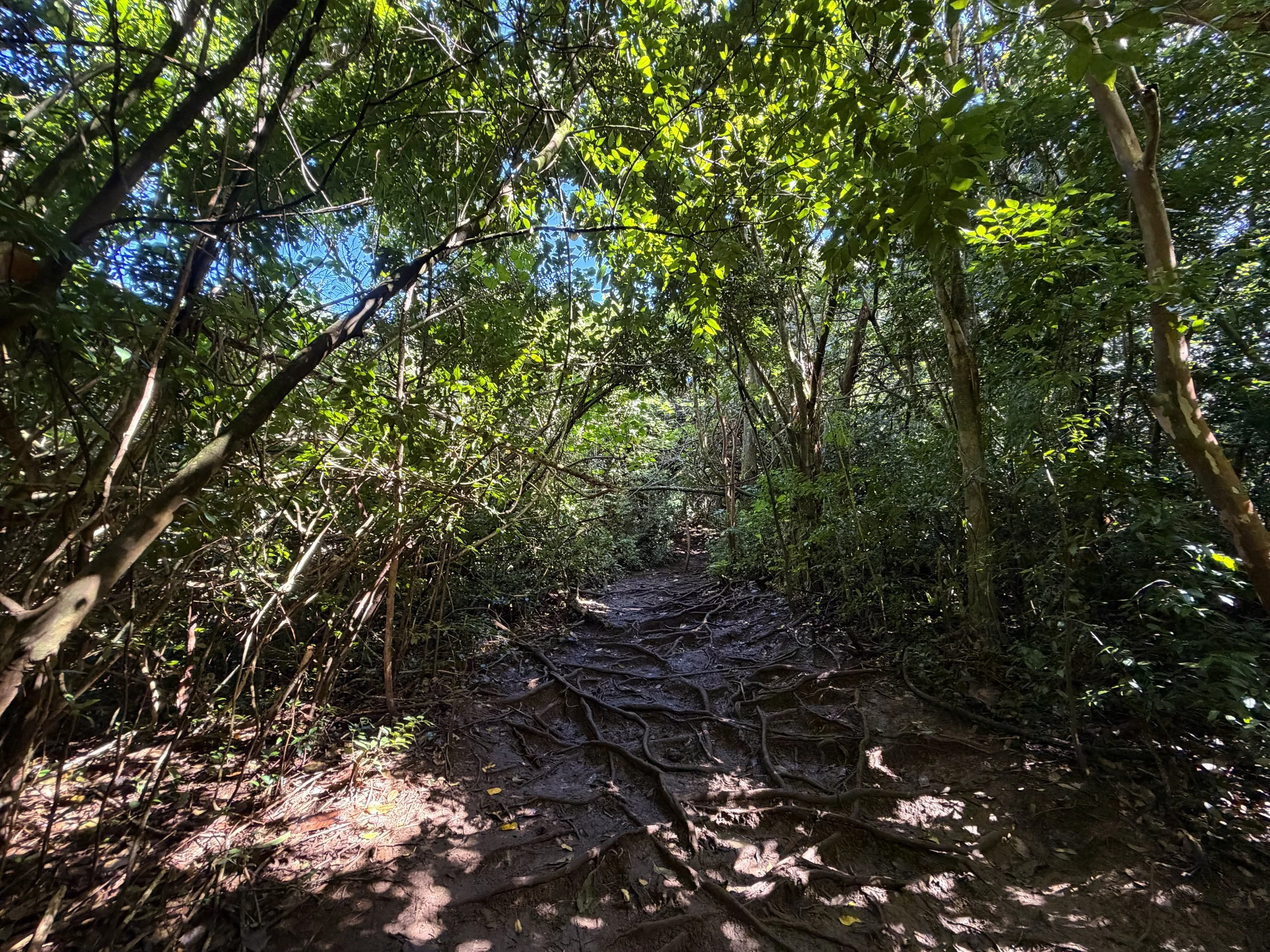 Judd Loop Trail Oahu Hawaii