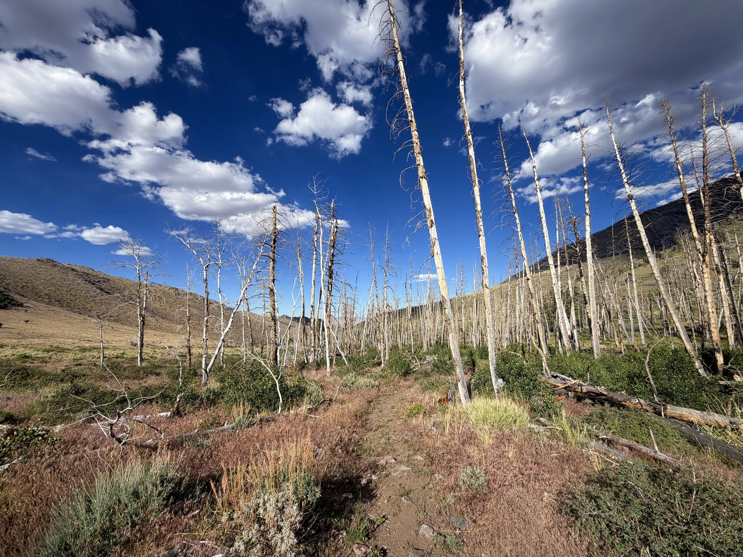 Sage Steppe Loop Trail Great Basin National Park Nevada