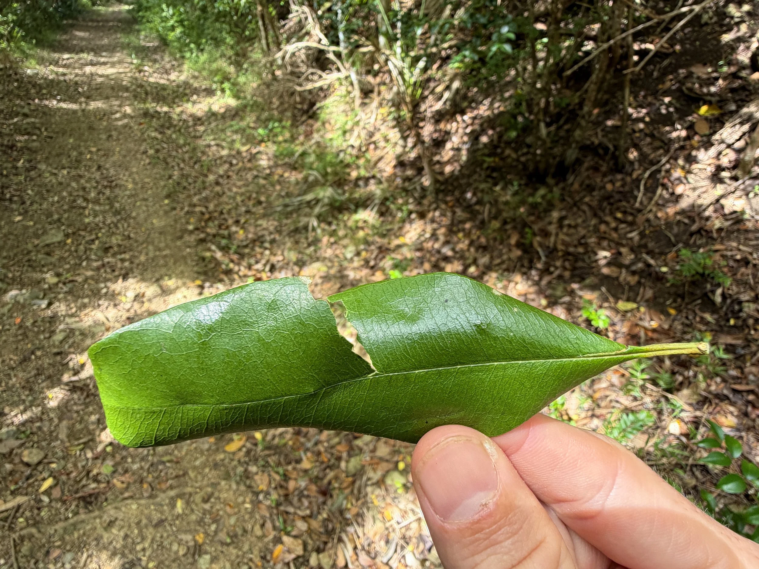Bay Rum Pimenta racemosa
