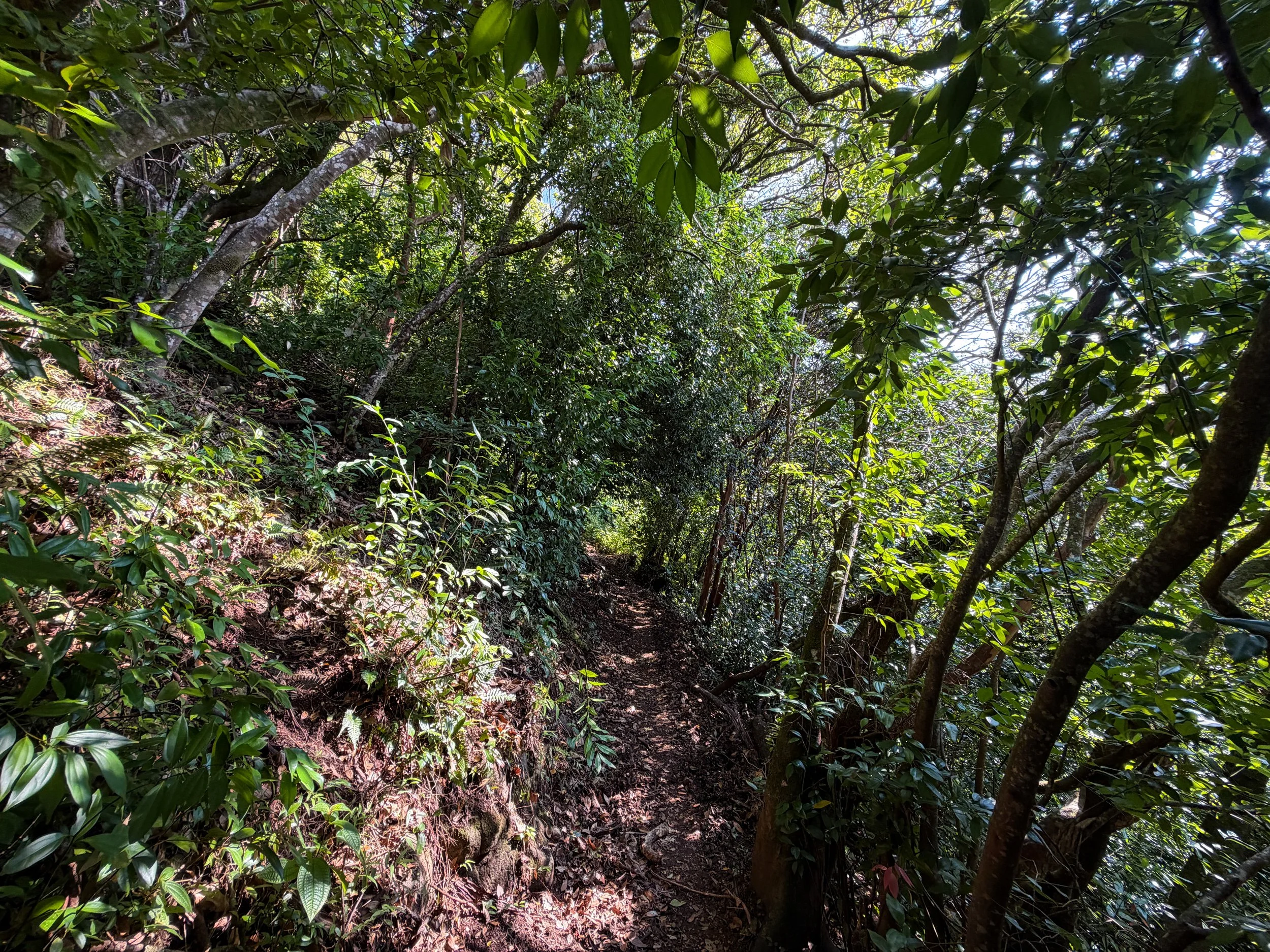Nuuanu Hike to Tantalus Oahu Hawaii