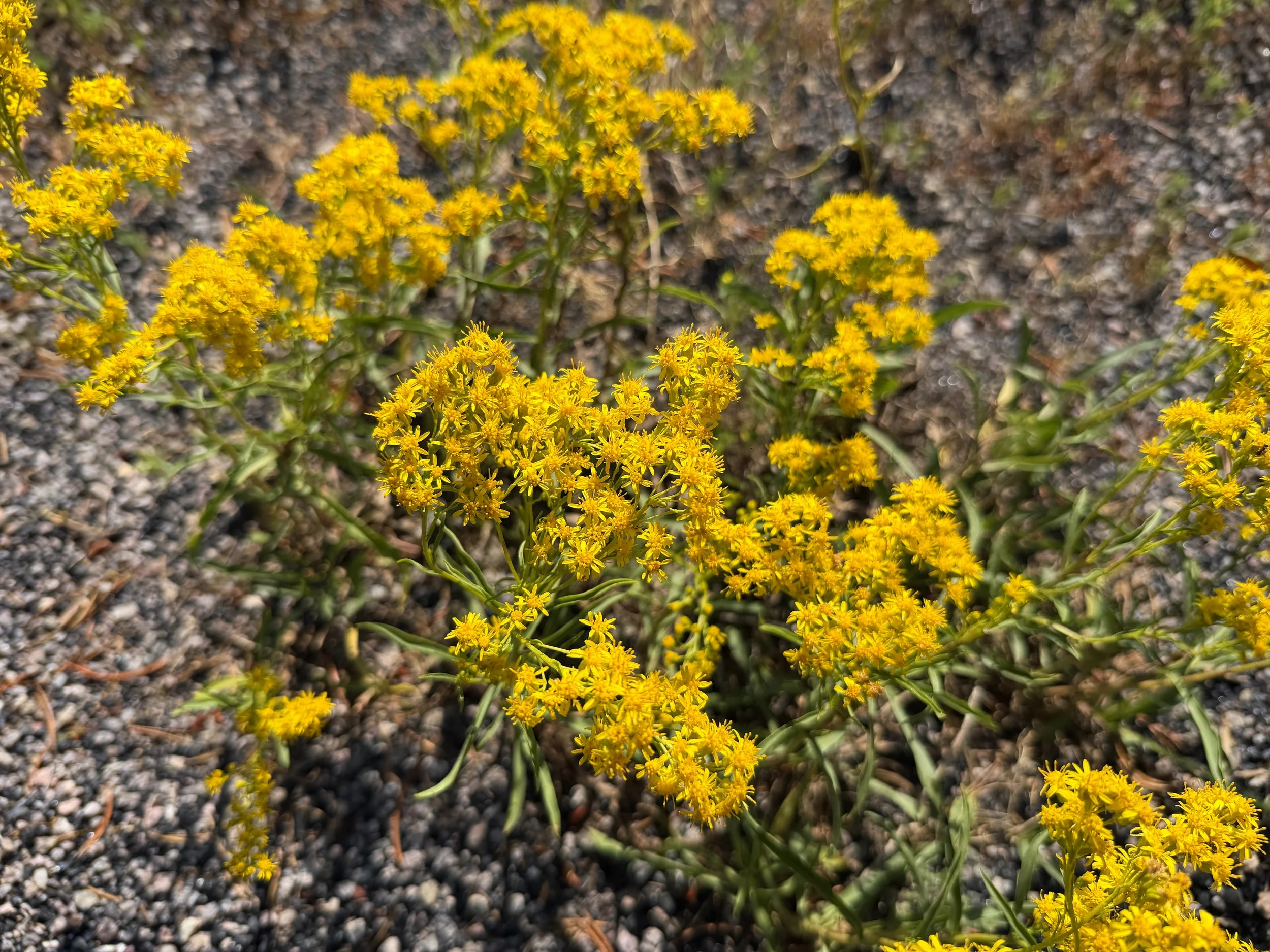 Rocky Mountain Goldenrod Solidago multiradiata