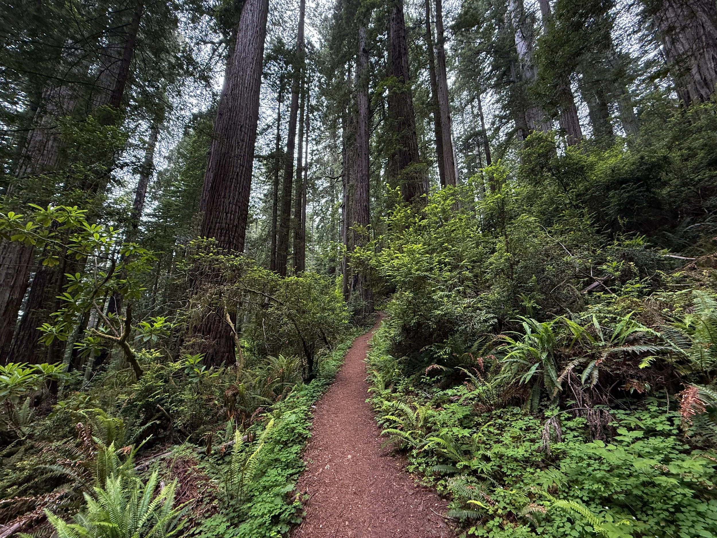 Damnation Creek Trail Del Norte Coast Redwoods State Park California