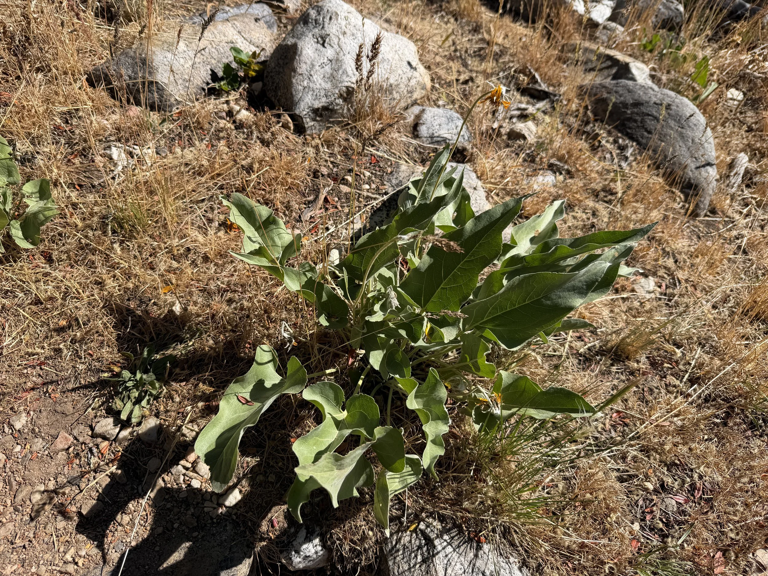 Arrowleaf Balsamroot Balsamorhiza sagittata