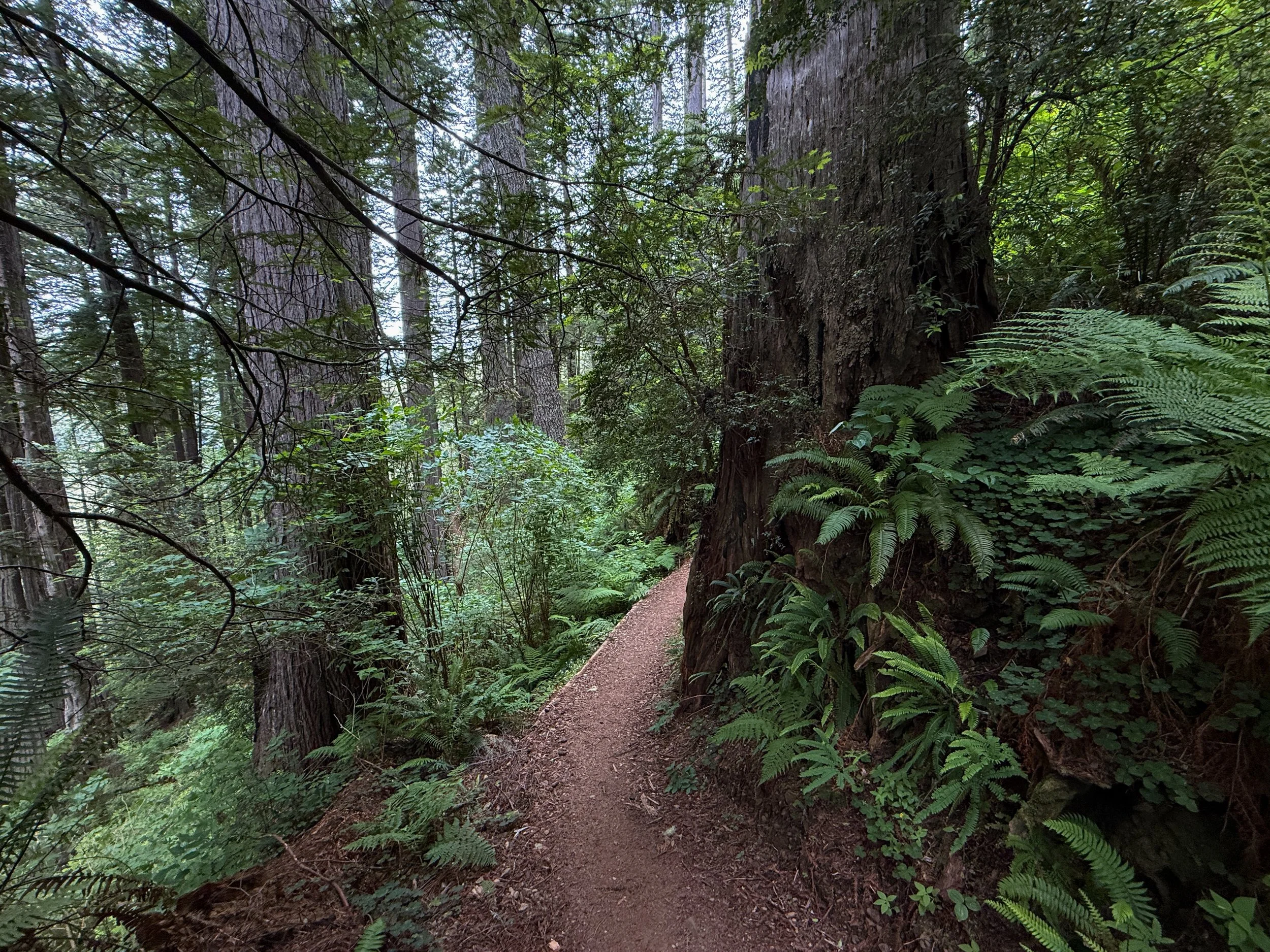 Damnation Creek Trail Del Norte Coast Redwoods State Park California