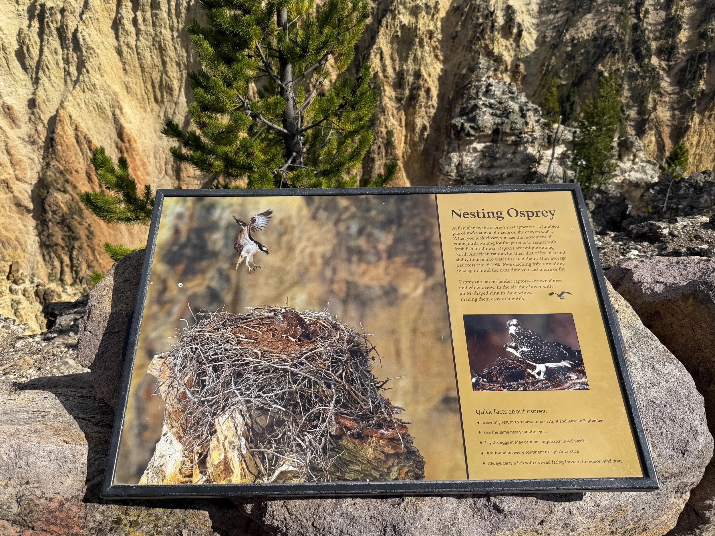 North Rim Trail Yellowstone National Park Wyoming