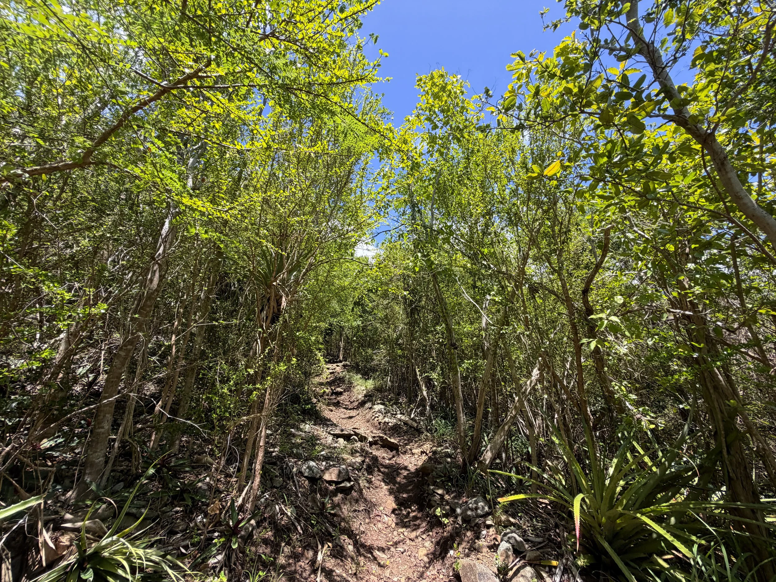 Caneel Hill Trail Virgin Islands National Park