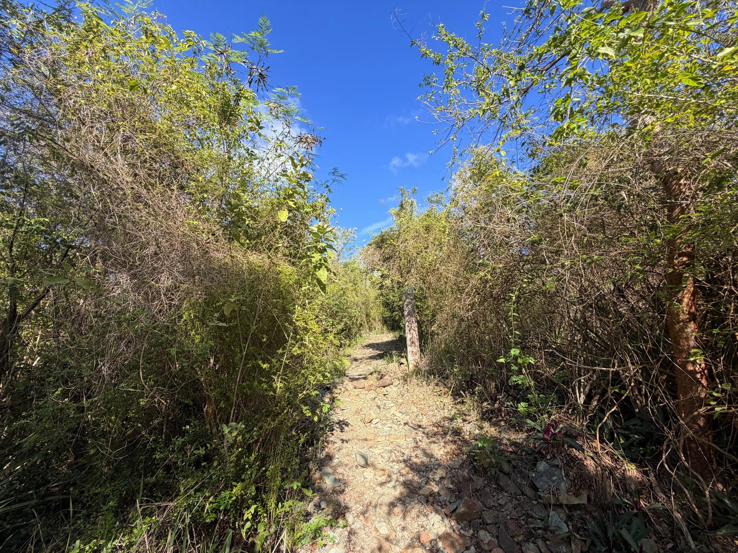 Caneel Hill Spur Trail Virgin Islands National Park