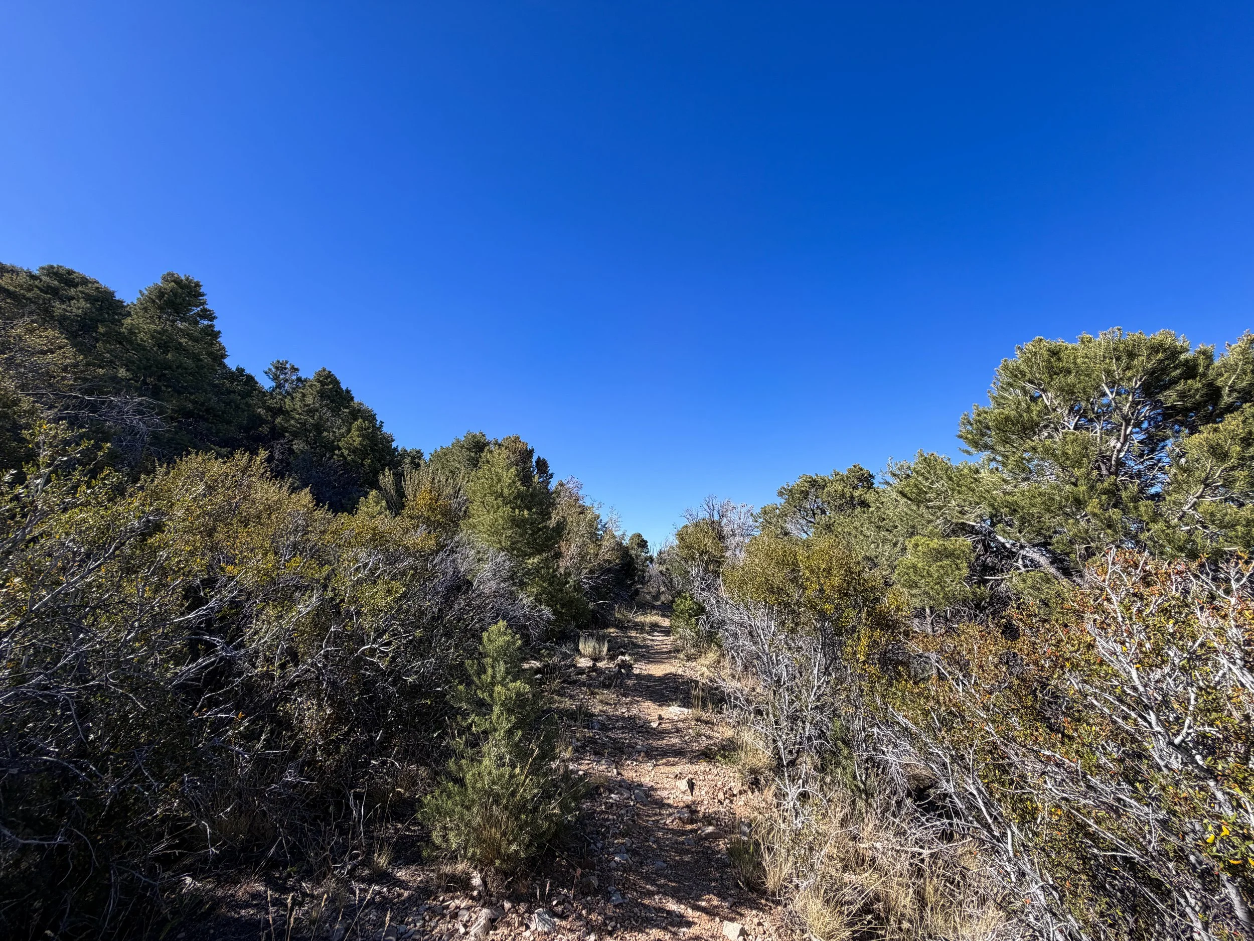 Osceola Ditch Trail Great Basin National Park Nevada