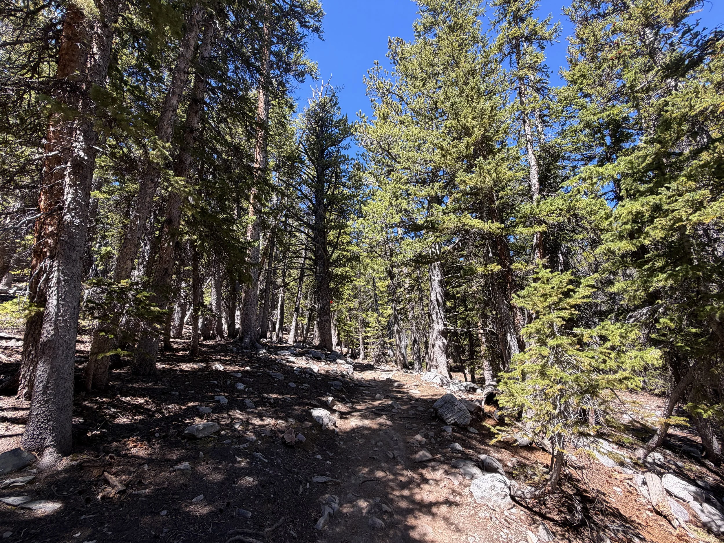 Bristlecone Hike Great Basin National Park Nevada
