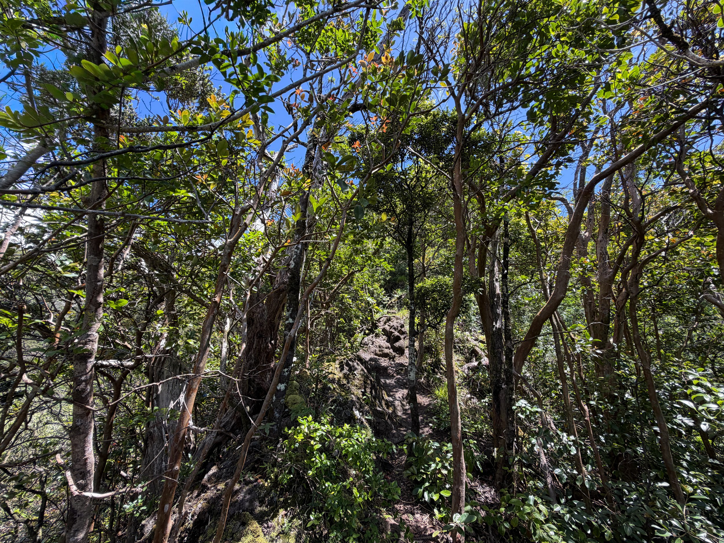 Moanalua Valley to Tripler Ridge Trail Oahu Hawaii