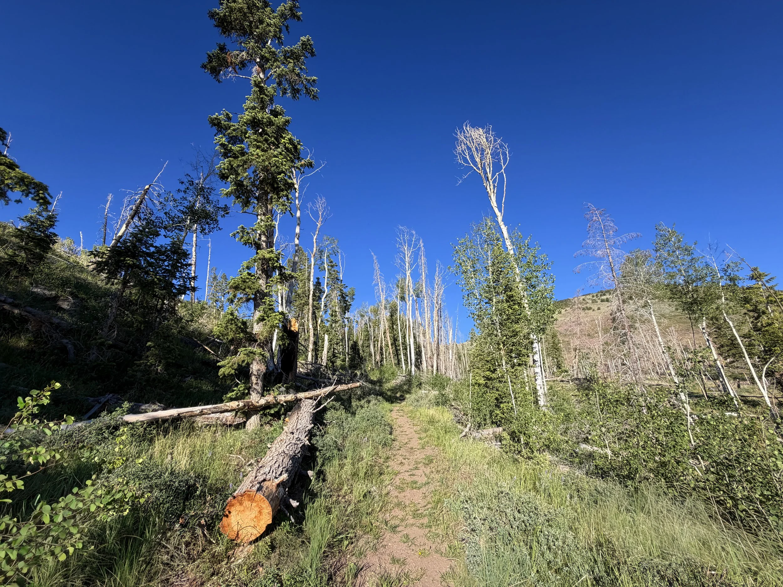 Upper Strawberry Creek Trail Great Basin National Park Nevada