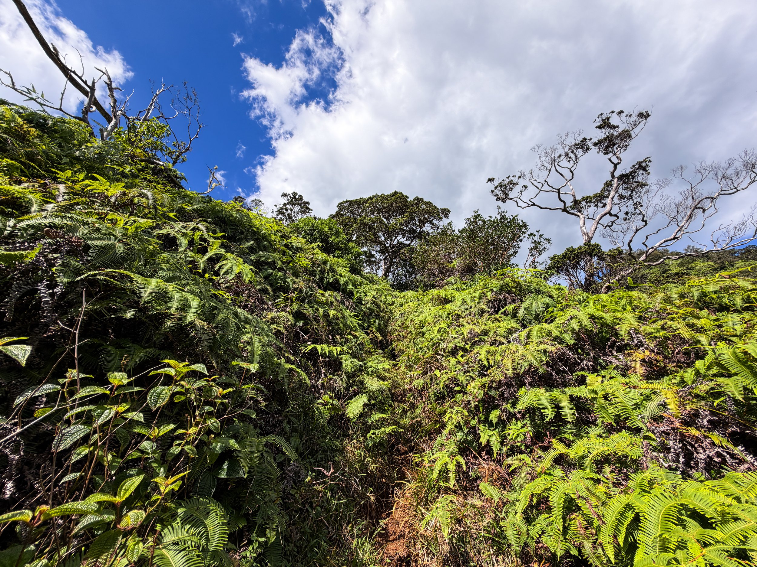 Kaau Crater Hike Oahu Hawaii