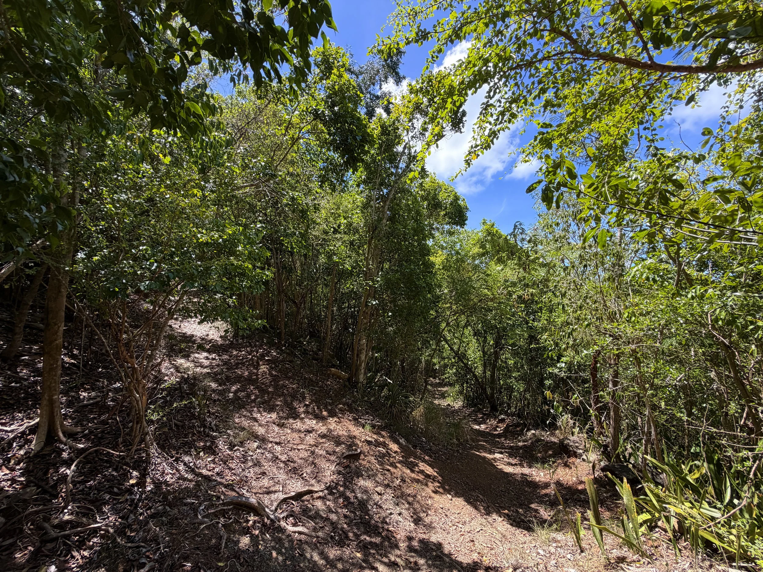 Lameshur Bay Trail to Reef Bay Great House Virgin Islands National Park
