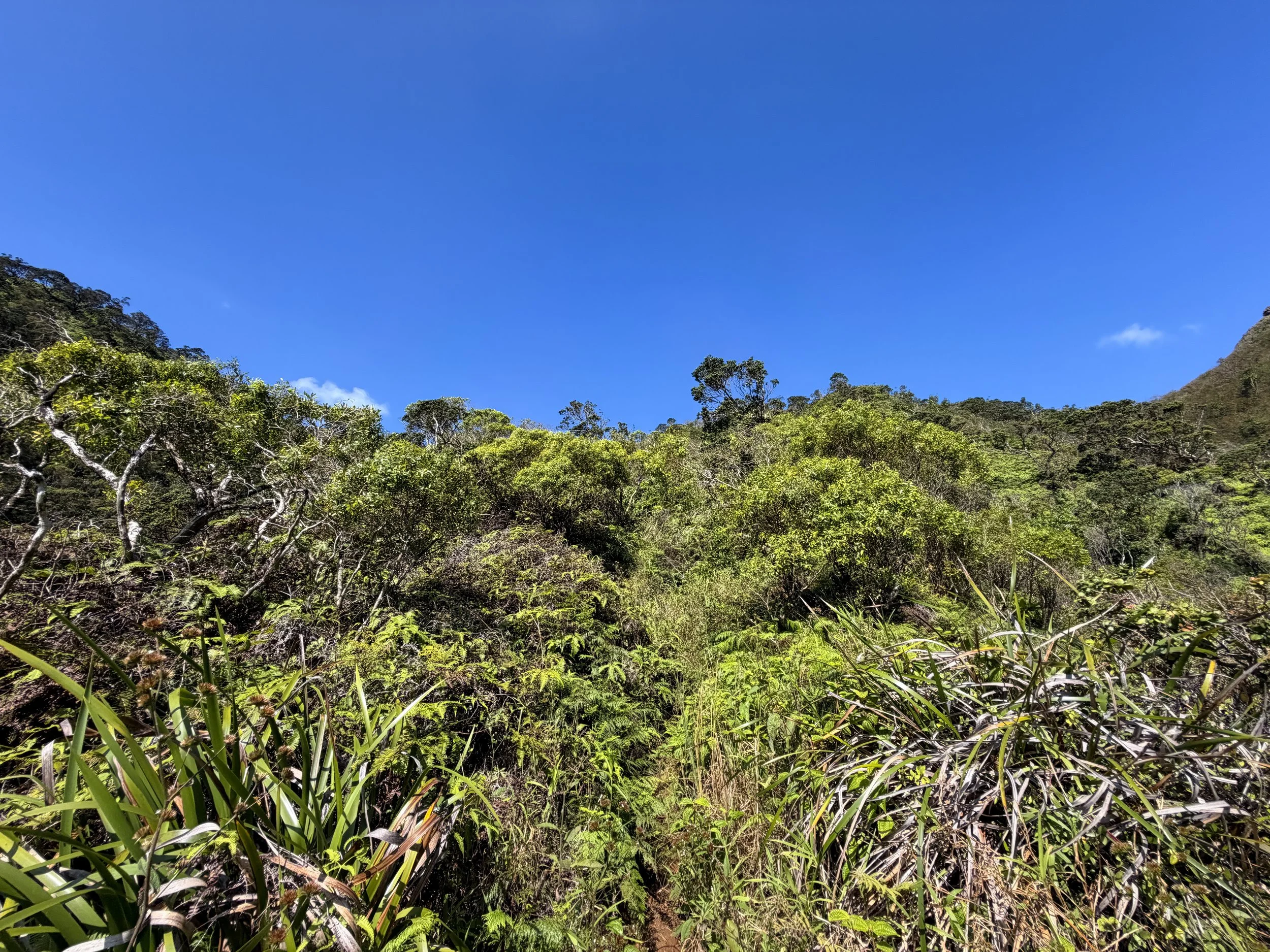 Kulanaahane Ridge Trail Oahu Hawaii