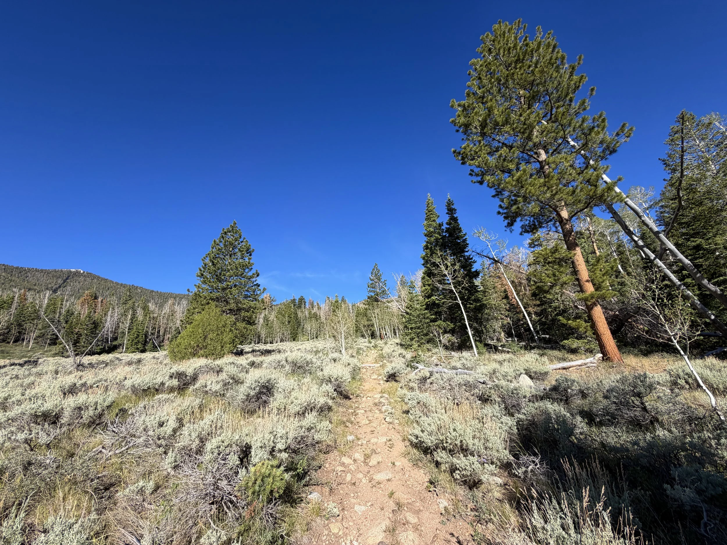 Johnson Lake Trail Great Basin National Park Nevada