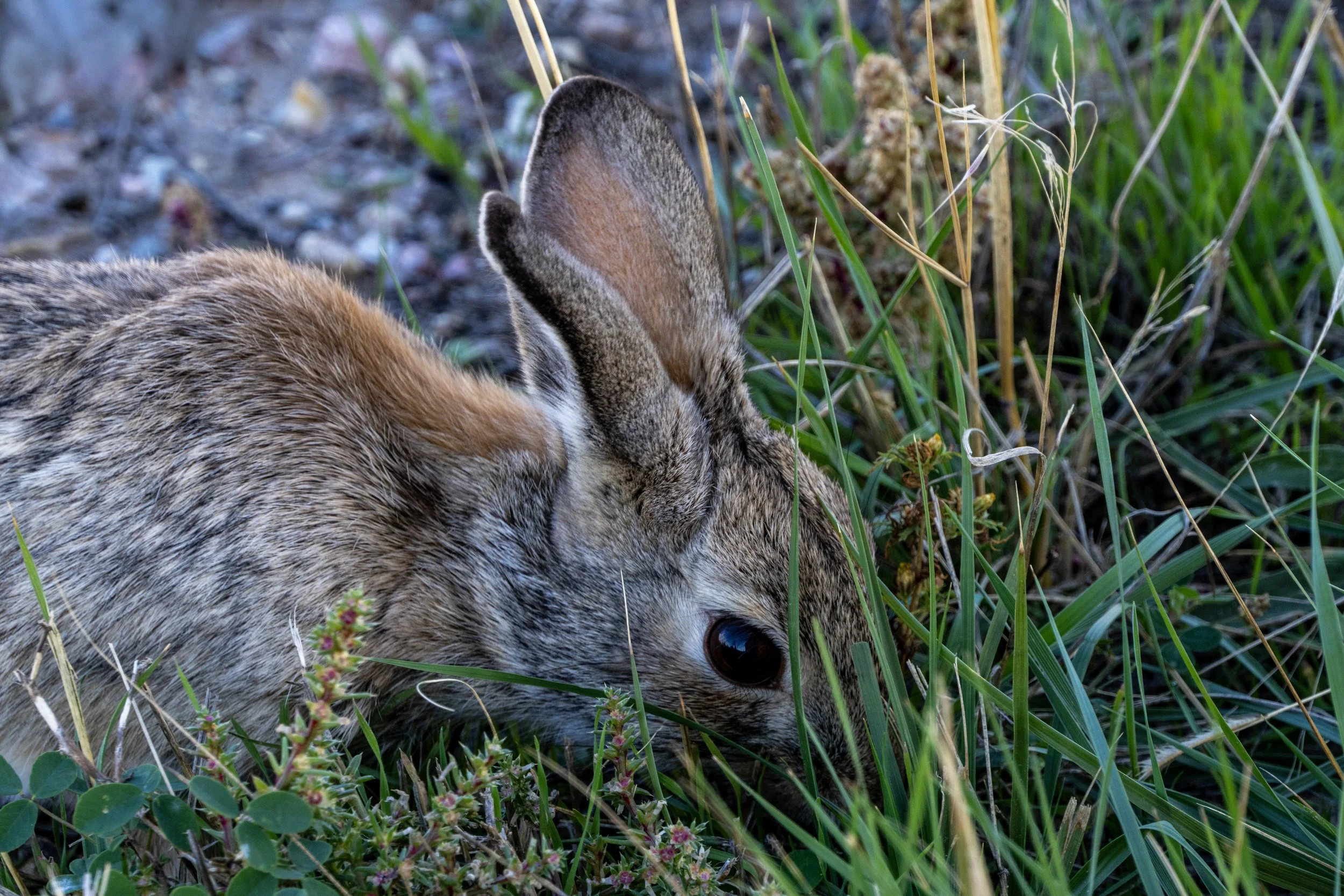 Desert Cottontail Rabbit Badlands National Park