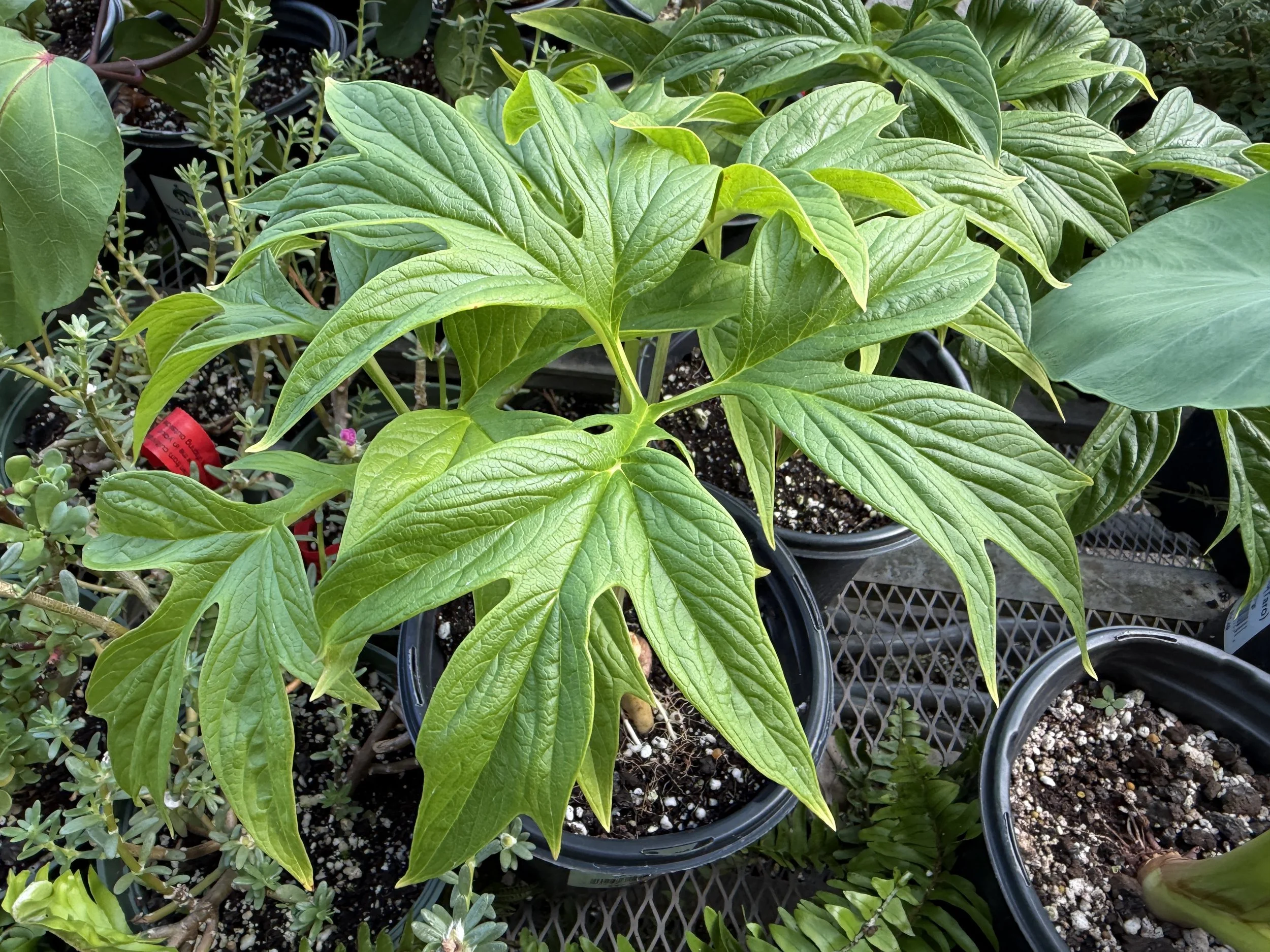 Tacca leontopetaloides