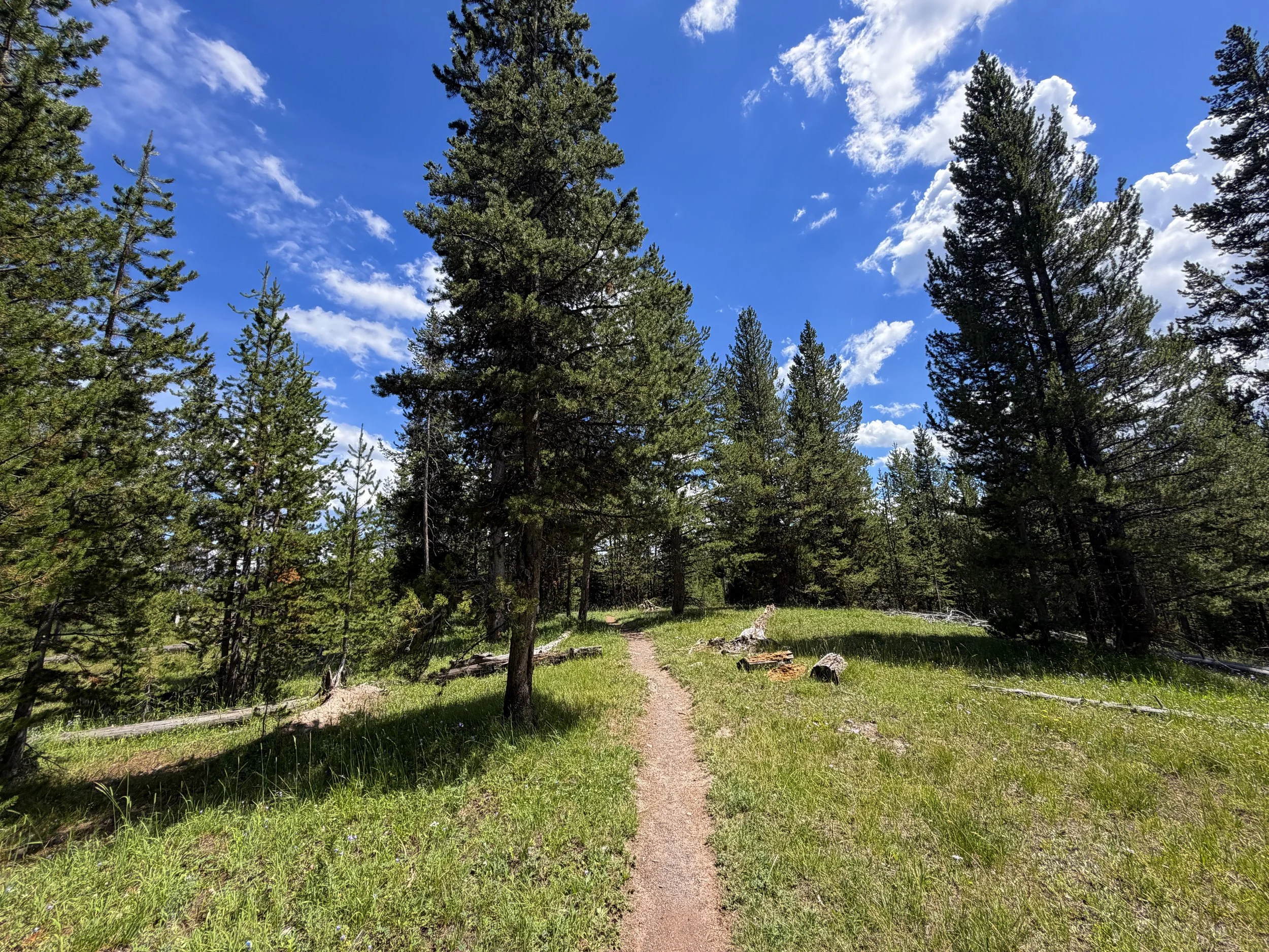 Yellowstone Lake Overlook Trail Yellowstone National Park Wyoming
