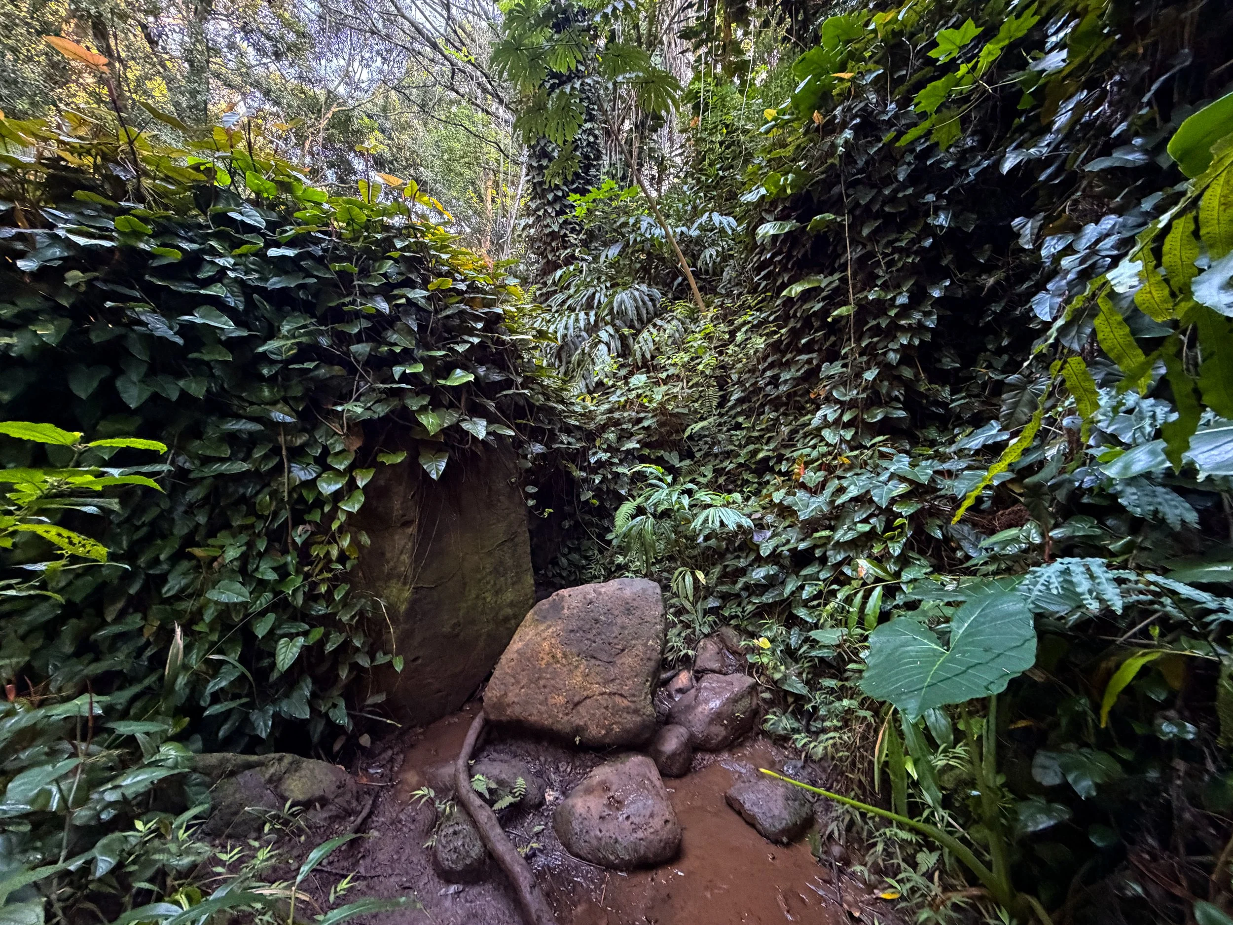 Kaau Crater Trail Oahu Hawaii