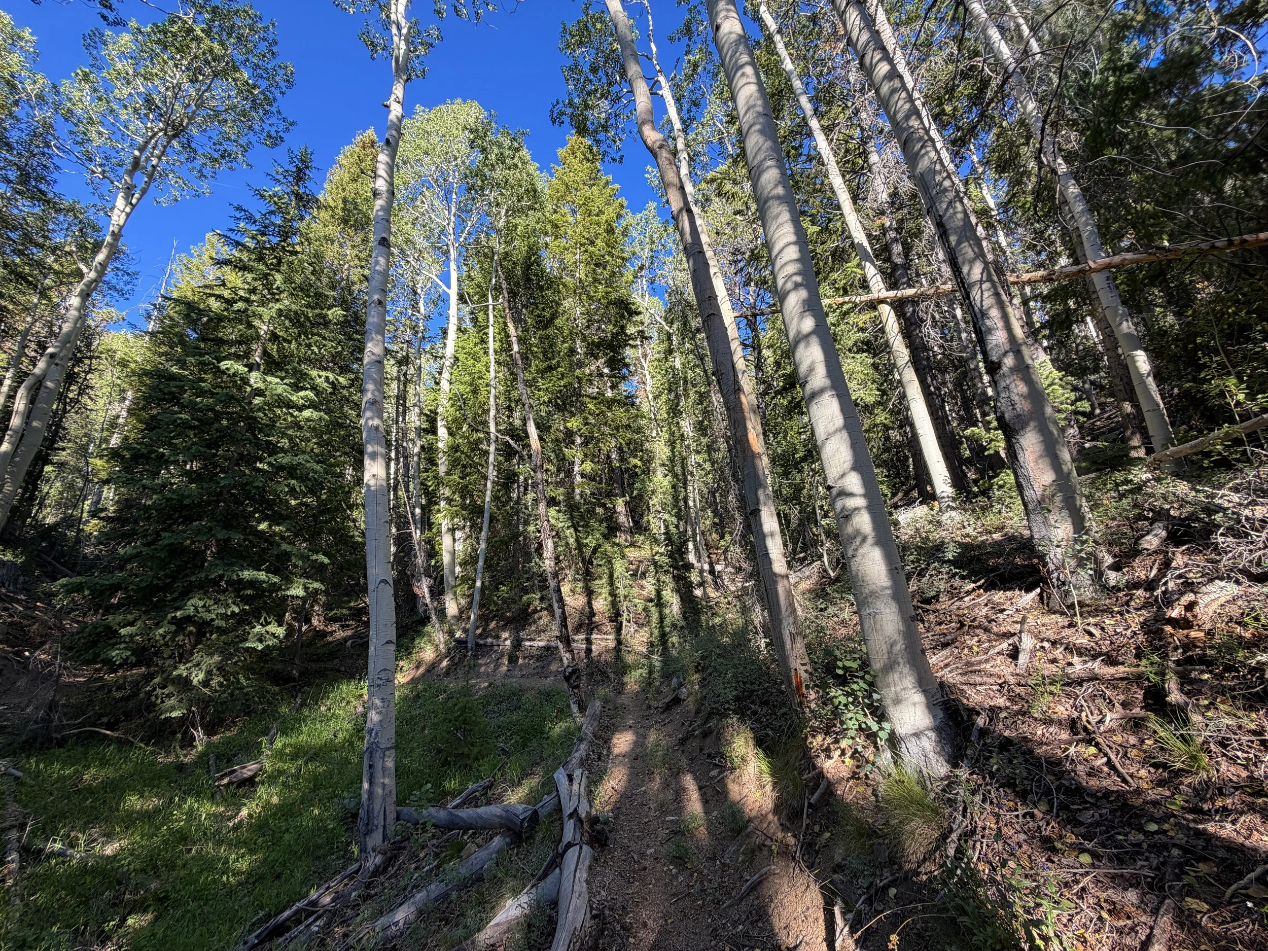 Snake Divide Trail Great Basin National Park Nevada
