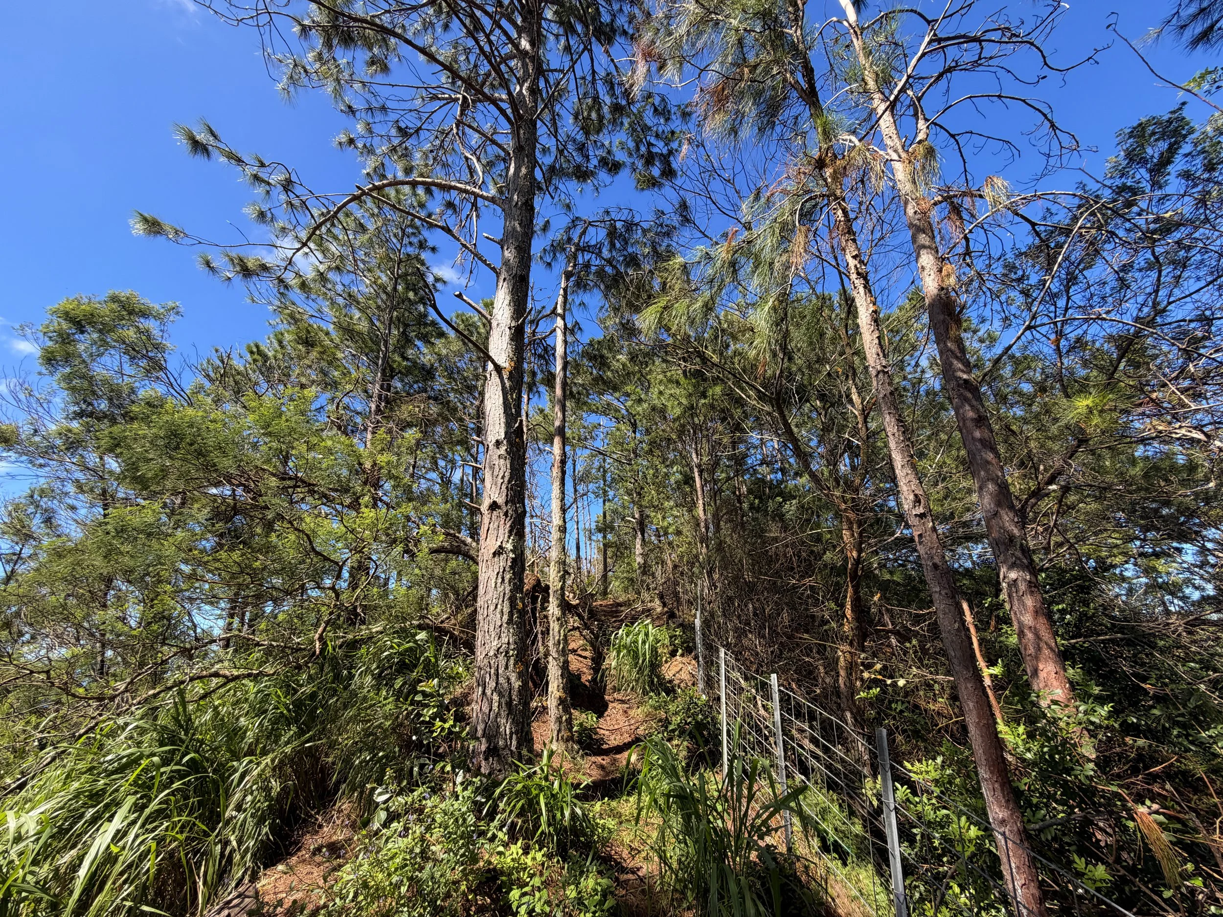 Kuaokala Trail Oahu Hawaii
