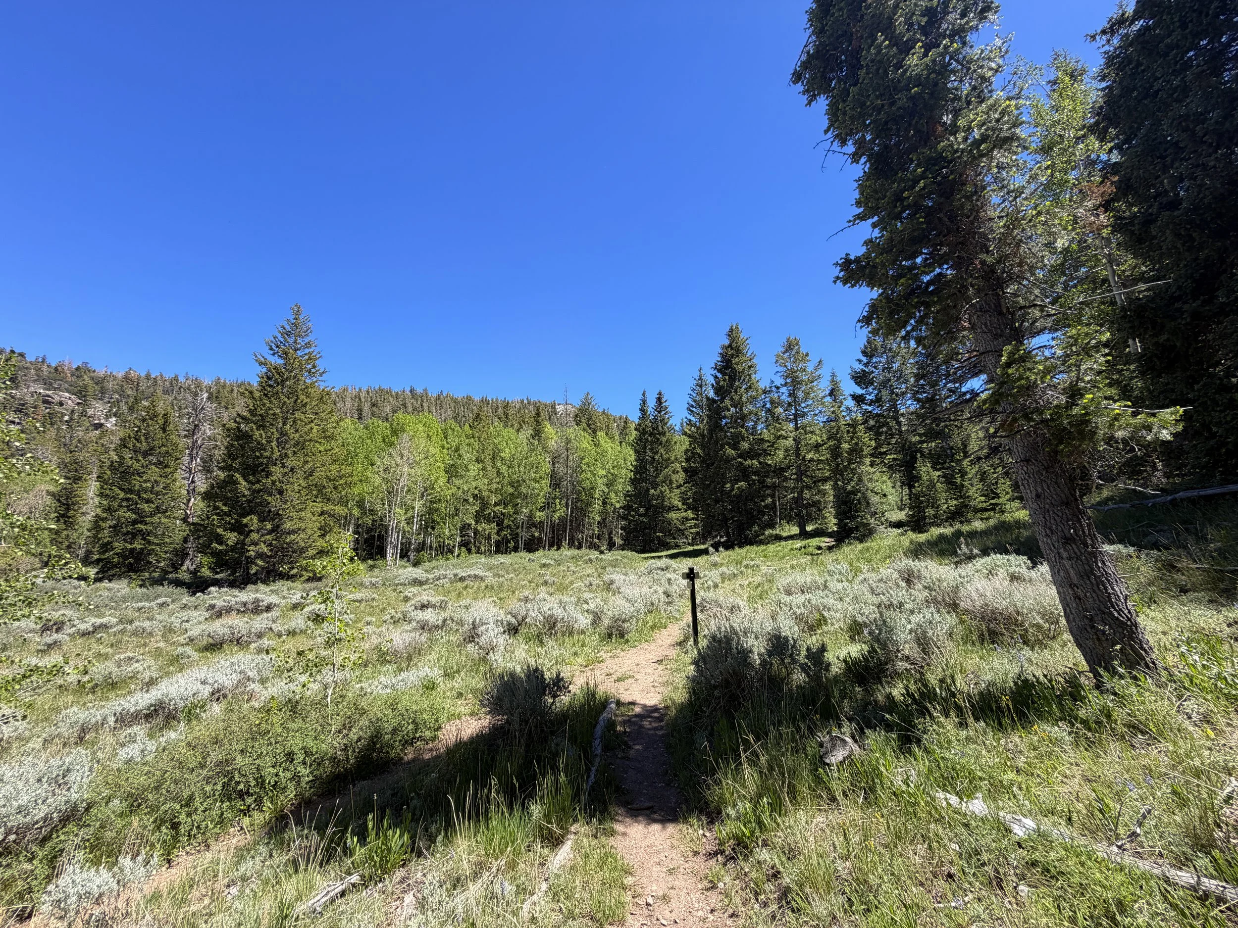 Baker Creek Loop Trail Great Basin National Park Nevada