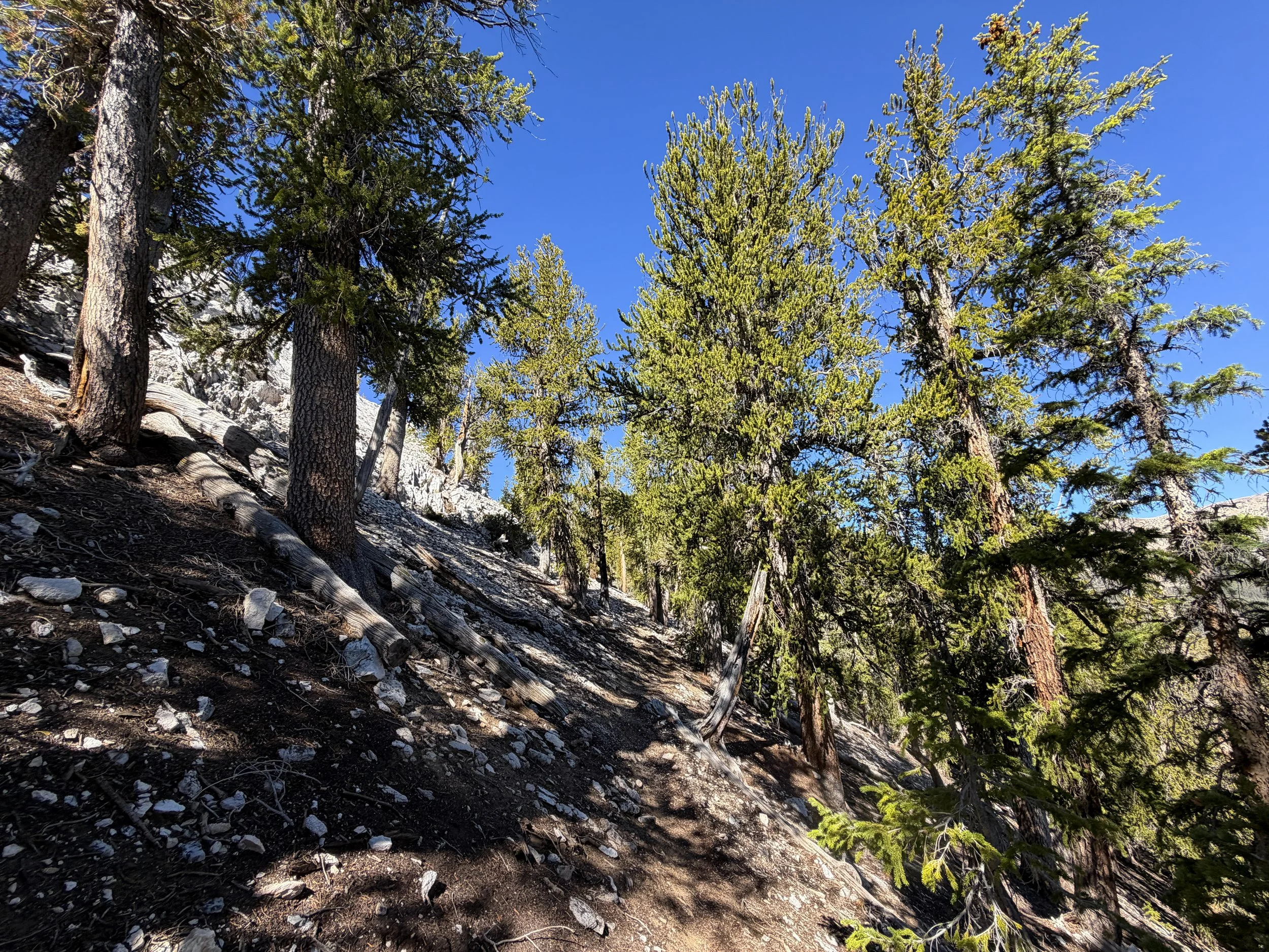 Snake Divide Trail Great Basin National Park Nevada