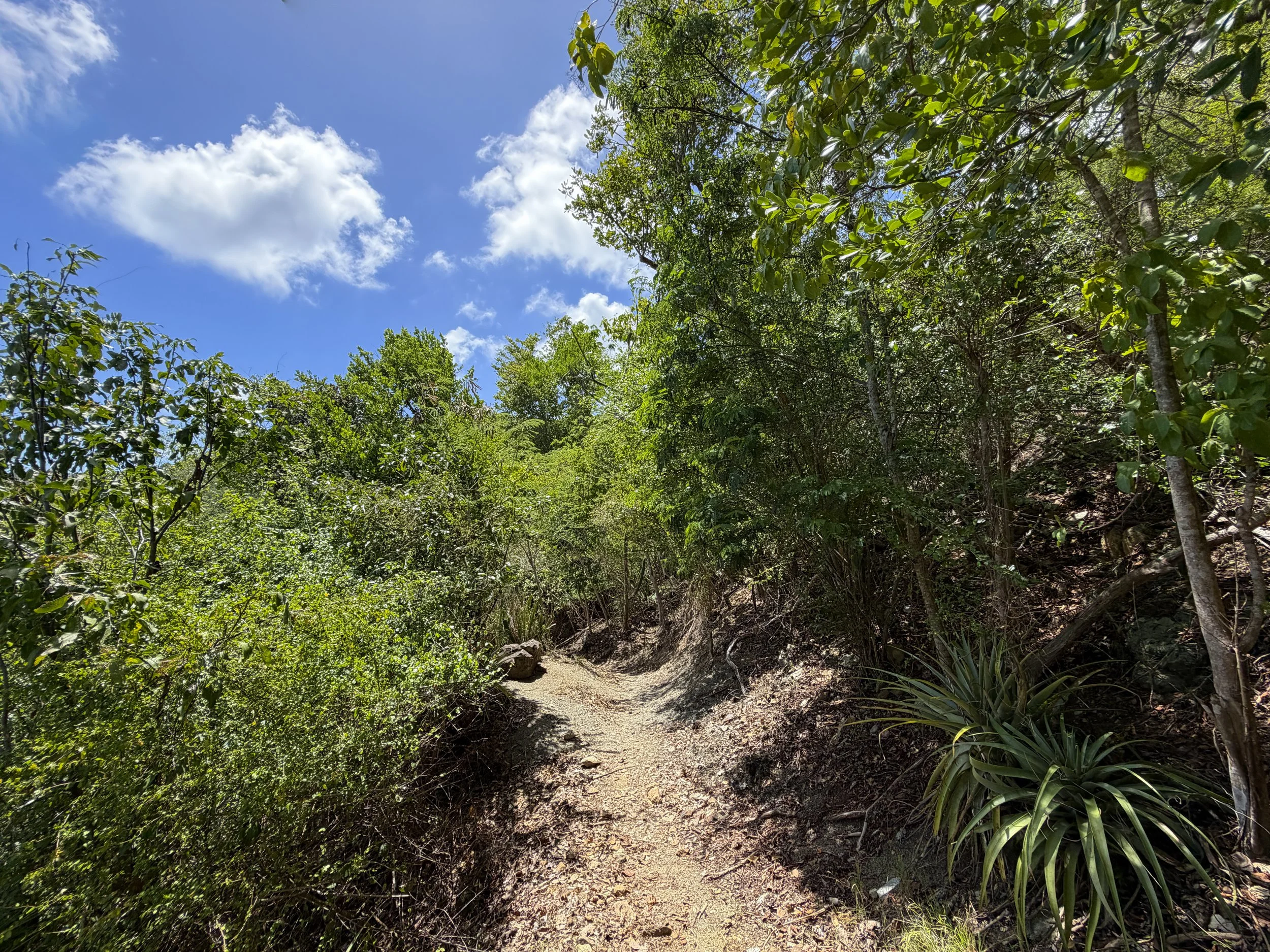 L'Esperance Trail to Genti Bay Virgin Islands National Park