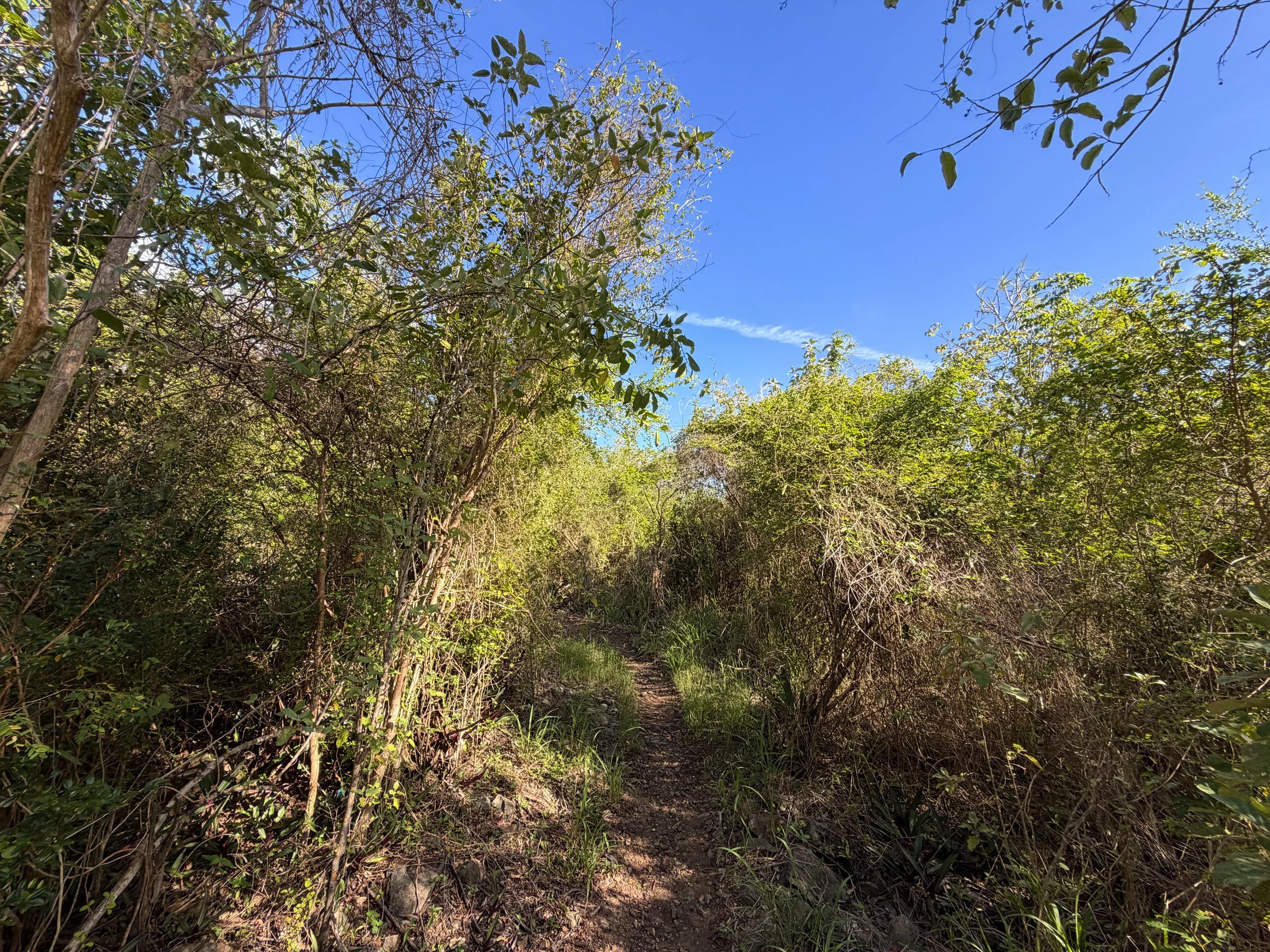 Caneel Hill Spur Trail Virgin Islands National Park