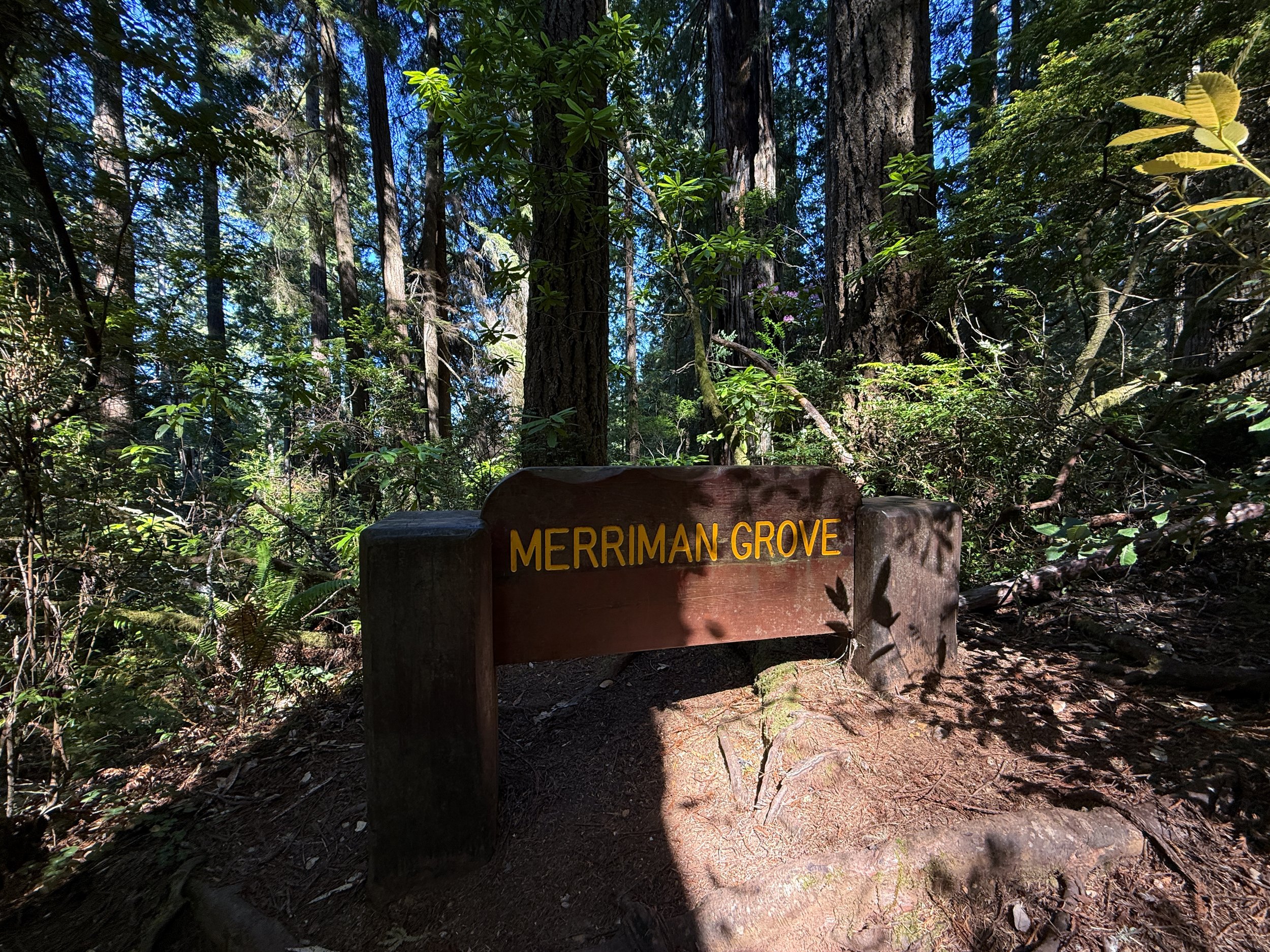 Merriman Grove Ah-Pah Interpretive Trail Prairie Creek Redwoods State Park California