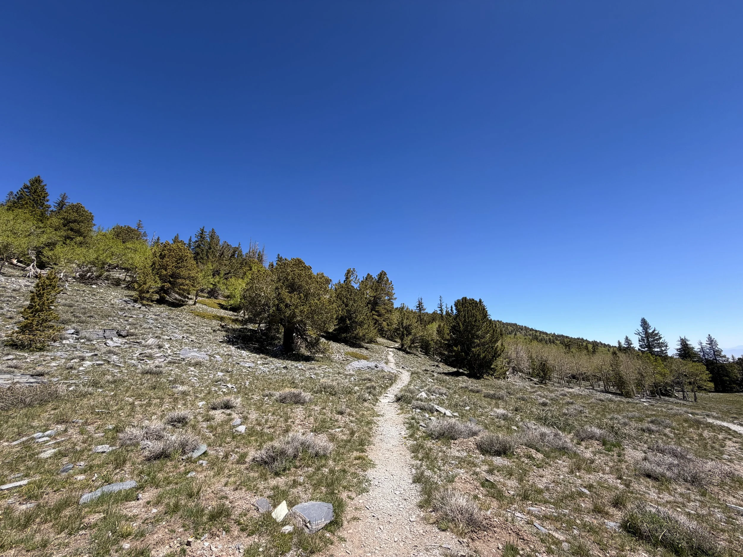Wheeler Peak Trail Great Basin National Park Nevada