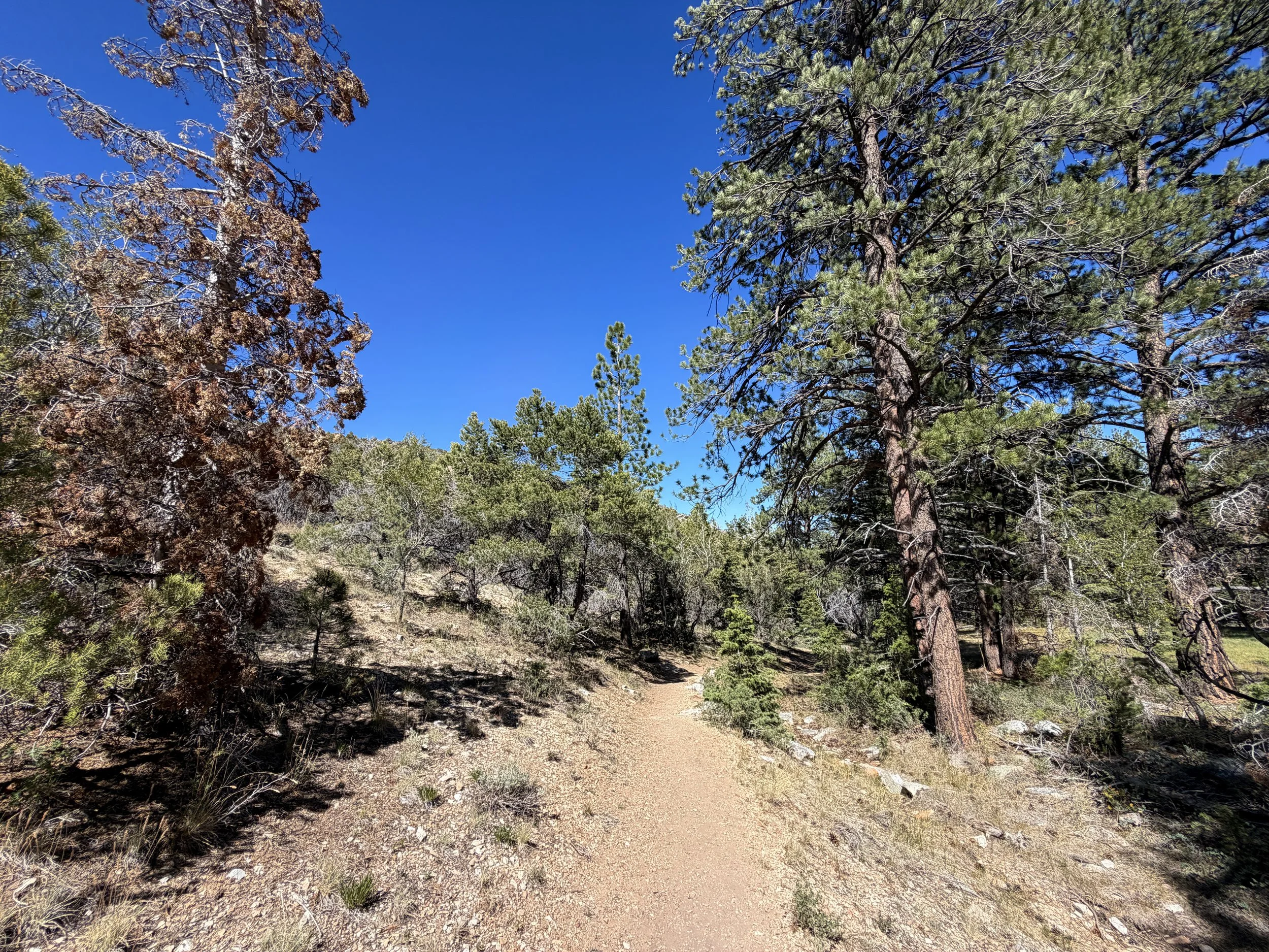 Osceola Ditch Trail Great Basin National Park Nevada