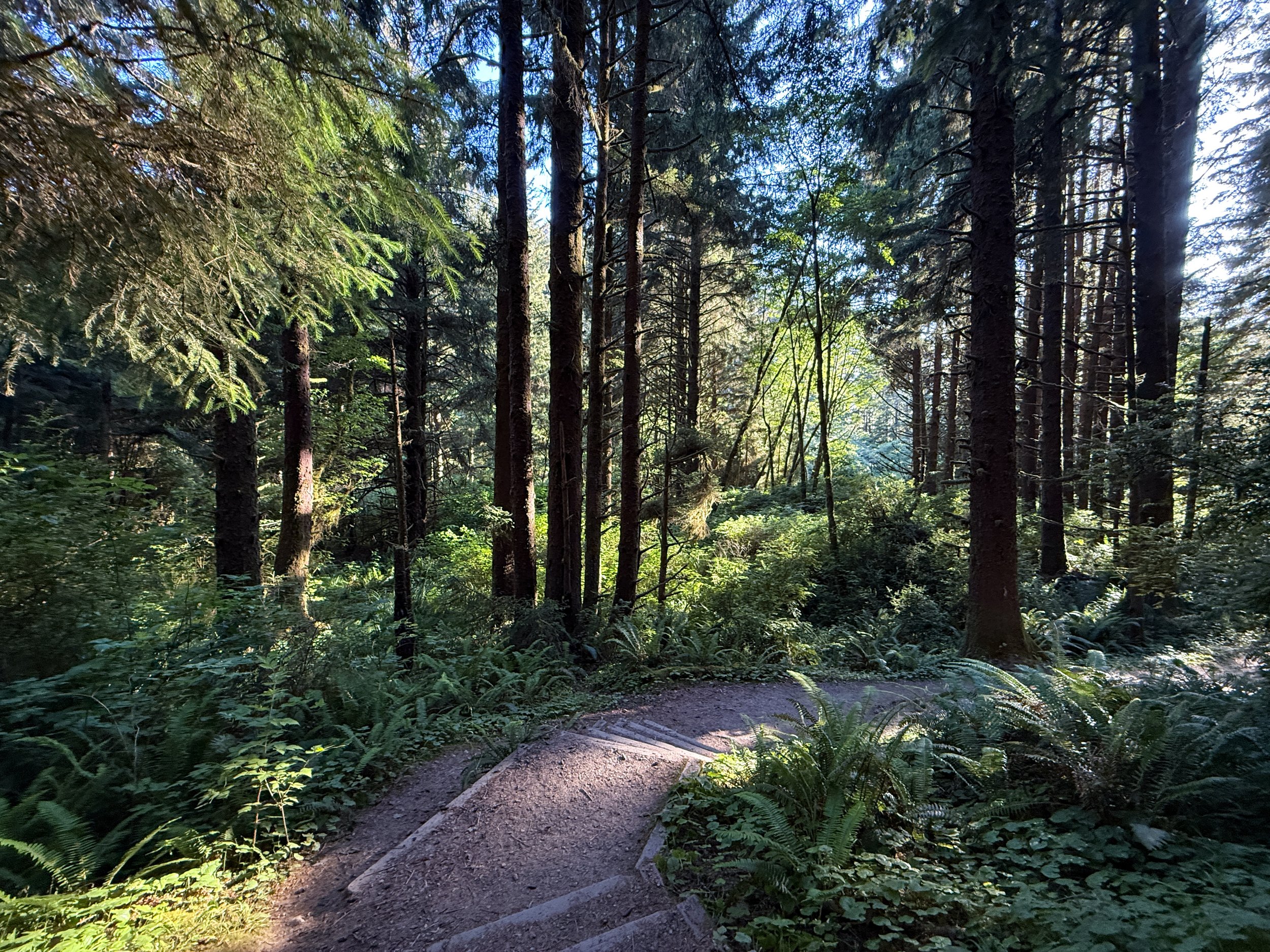 Fern Canyon Loop Trail Prairie Creek Redwoods State Park California