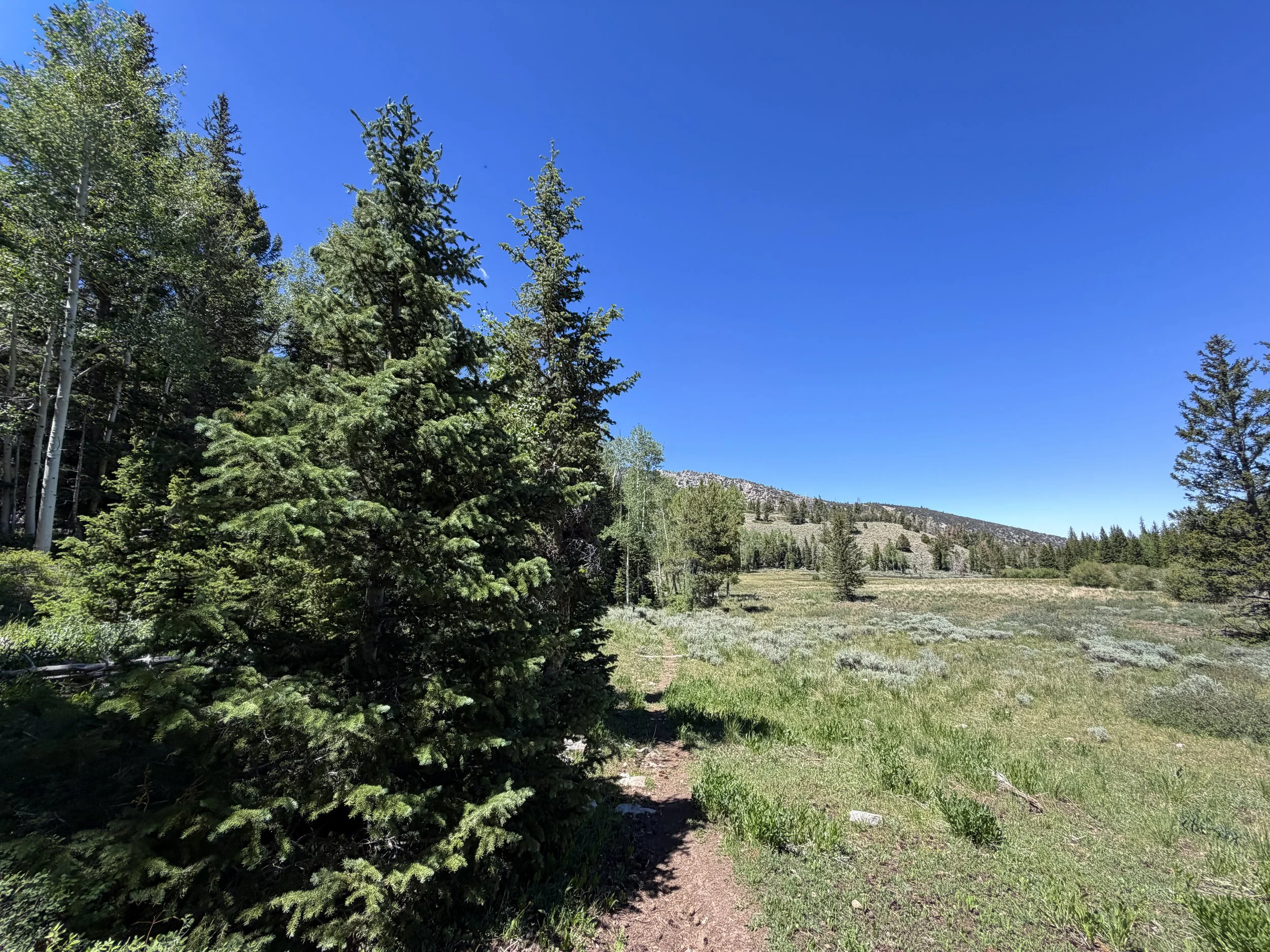 Timber Creek Loop Trail Great Basin National Park Nevada