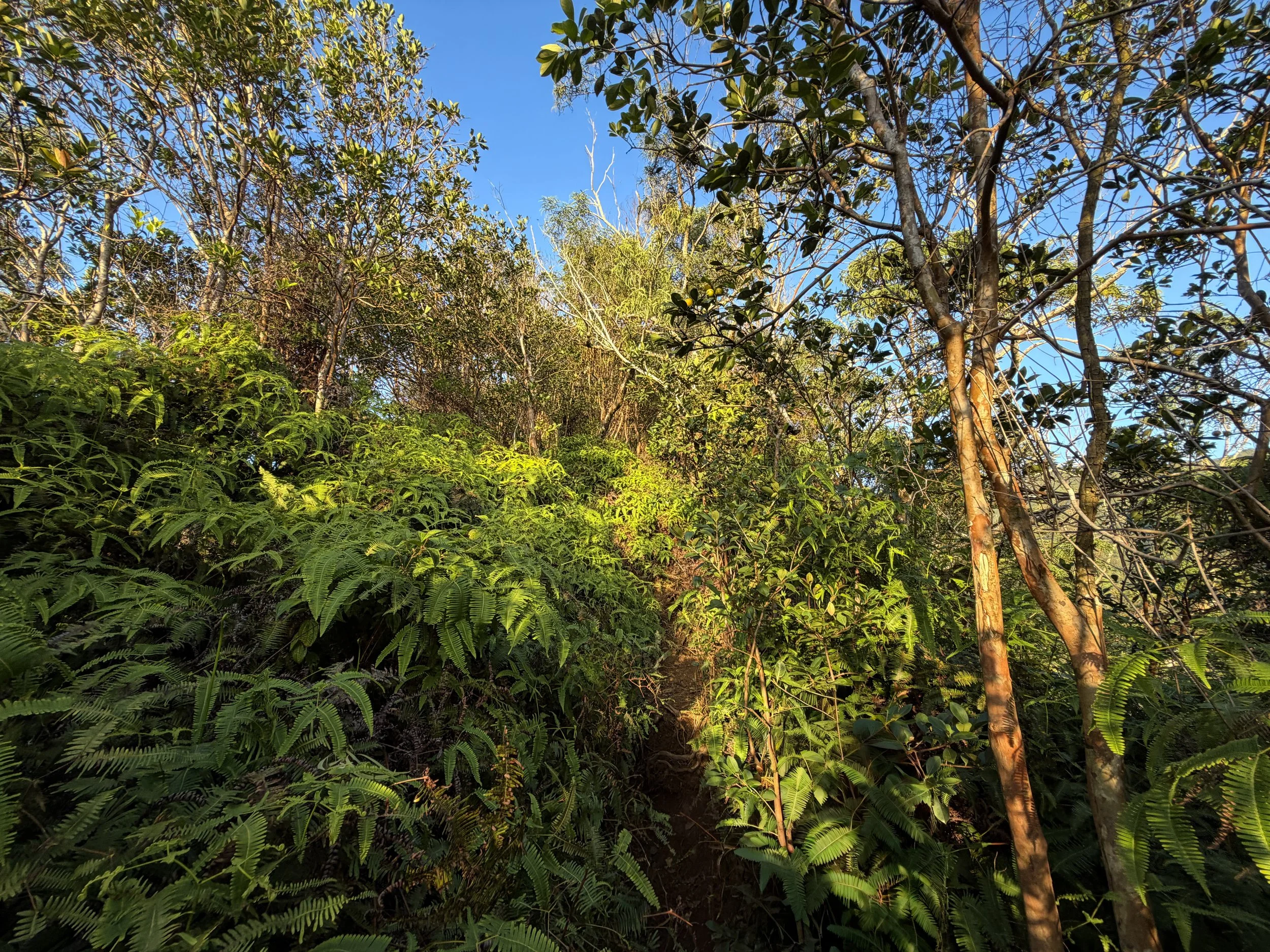 Moanalua Middle Ridge Trail Oahu Hawaii