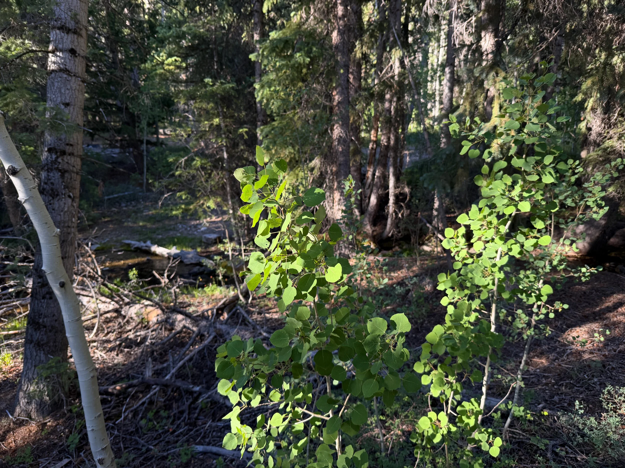 Aspen Populus tremuloides