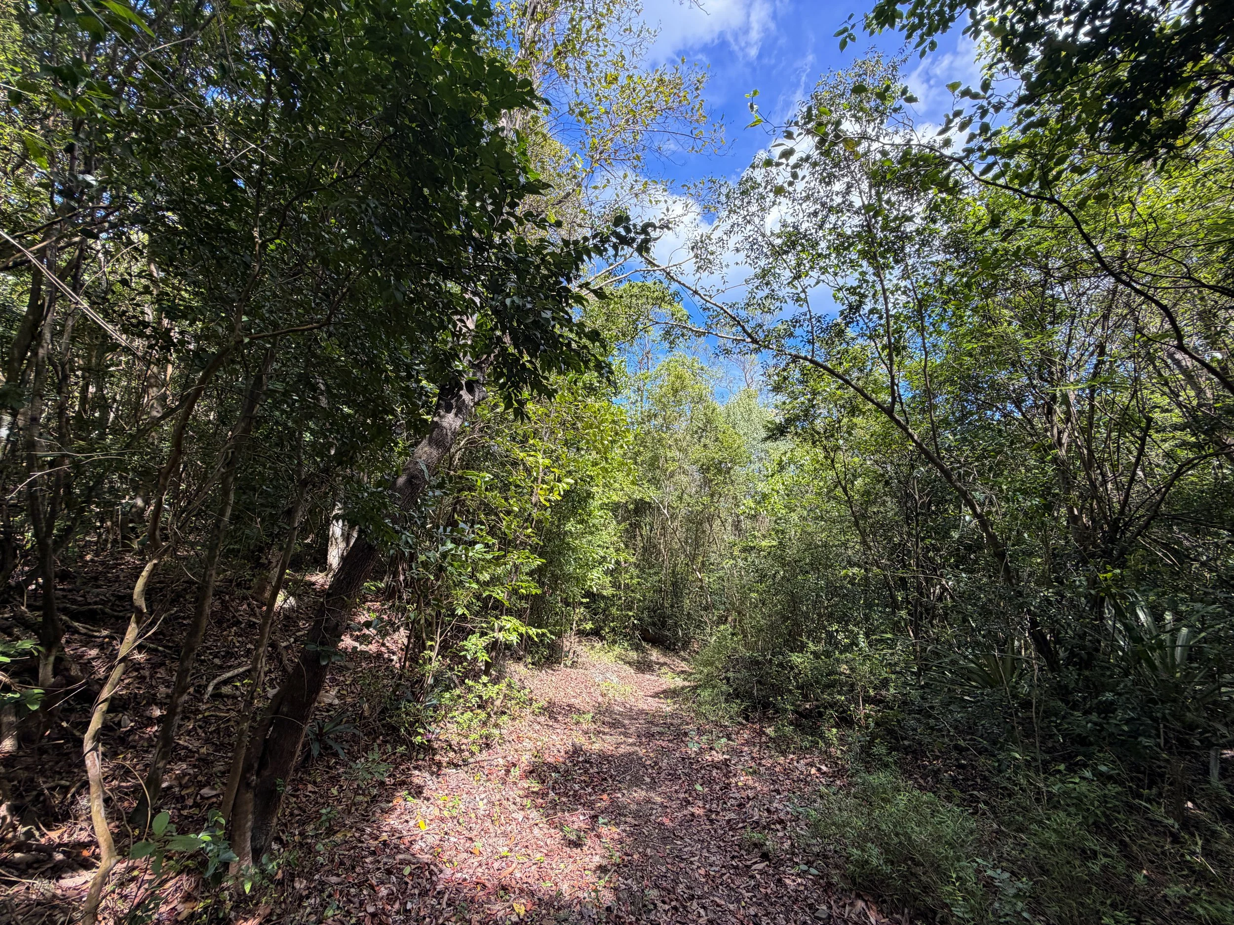 Water Catchment Trail Virgin Islands National Park
