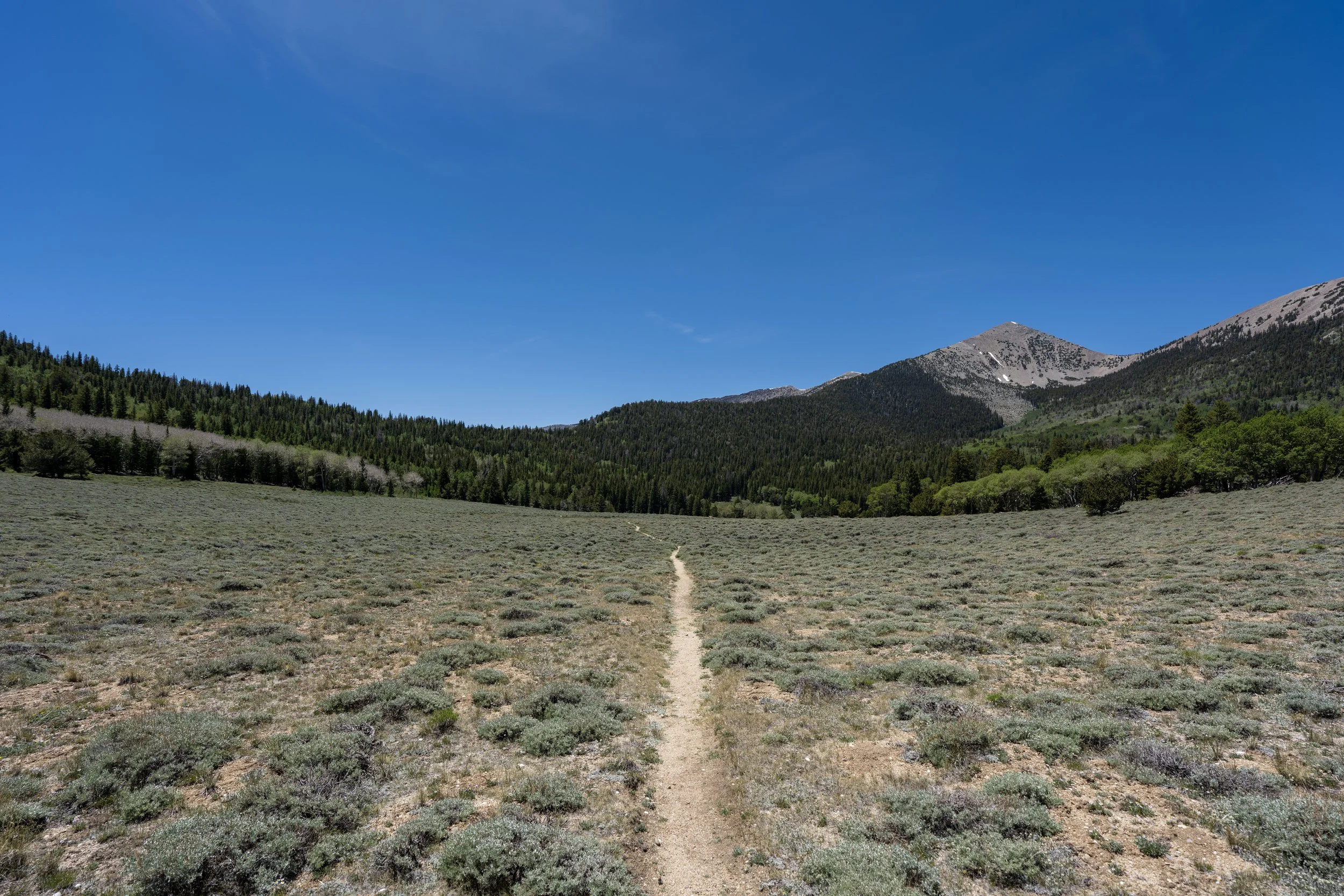 Timber Creek Loop Trail Great Basin National Park Nevada
